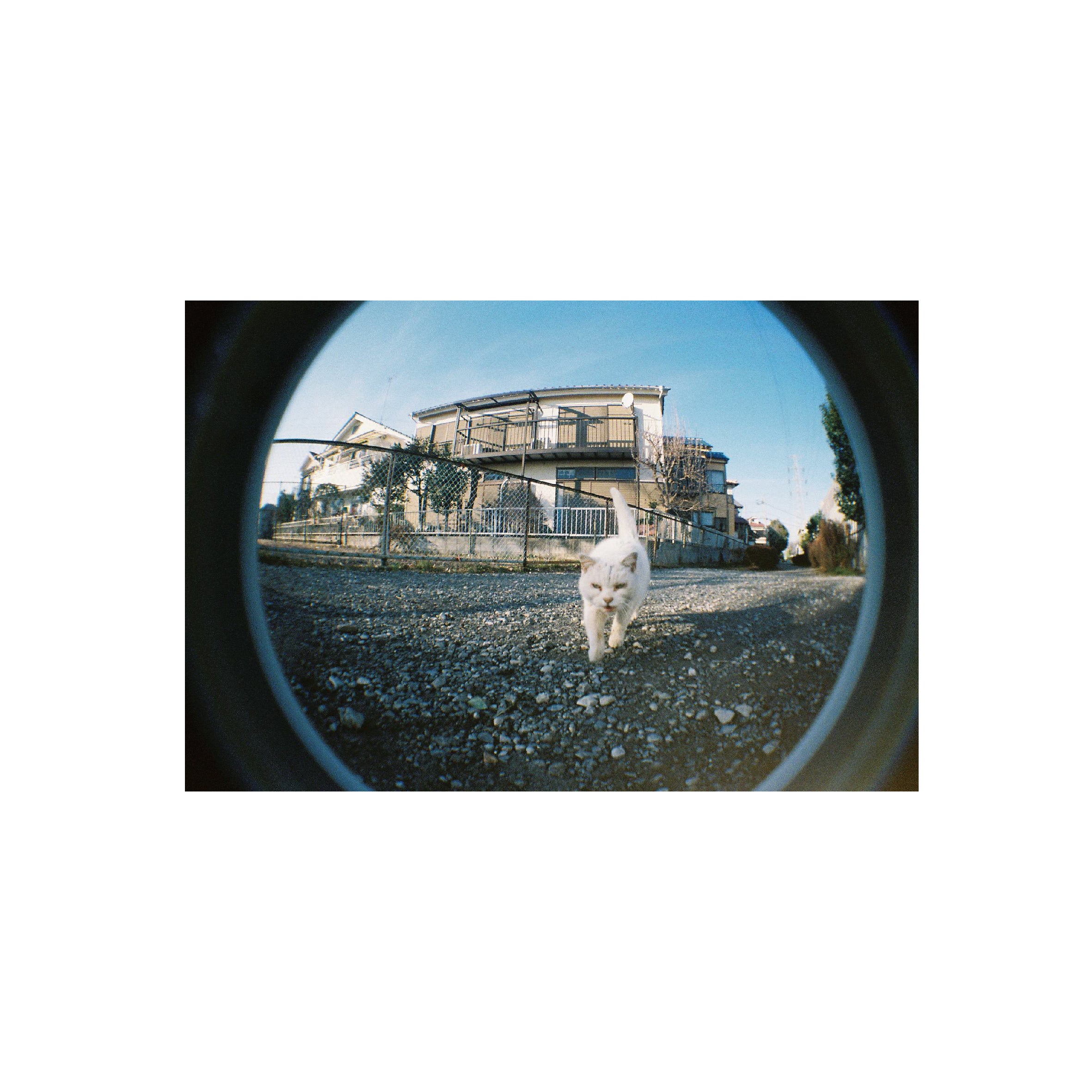 Film Never Die KIRO 400