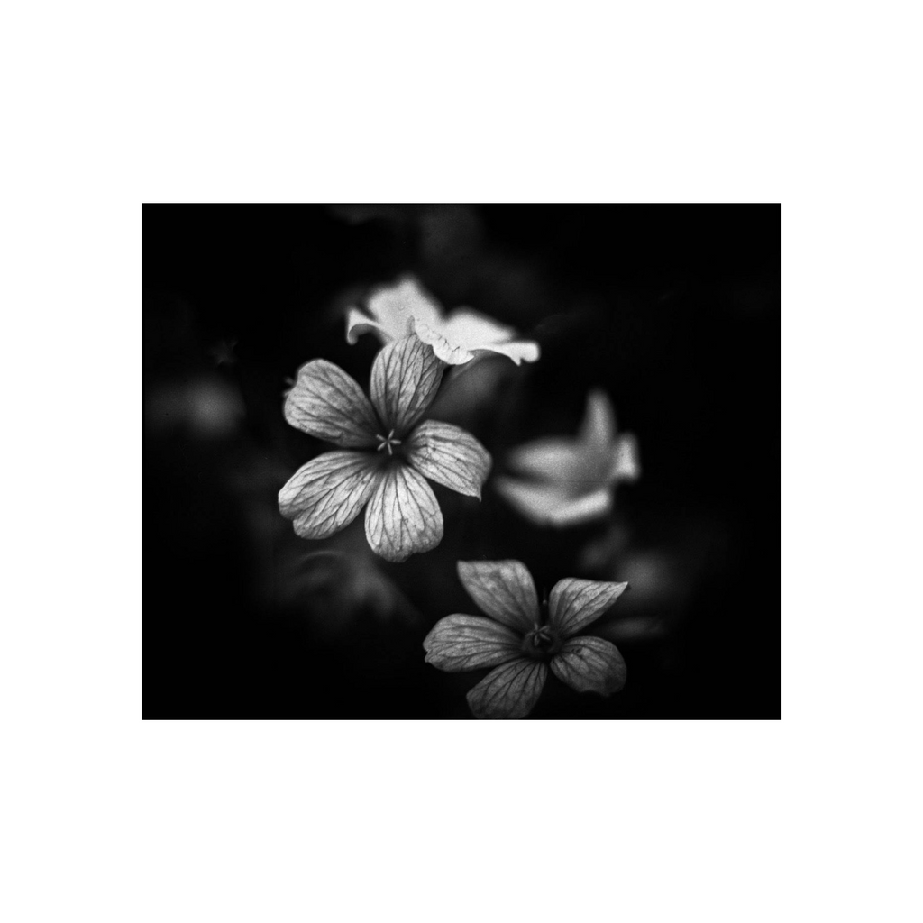 Kodak 400Tmax B&W 120 format (5 Rolls Package)
