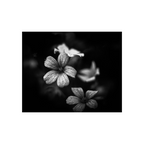 Kodak 400Tmax B&W 120 format (5 Rolls Package)