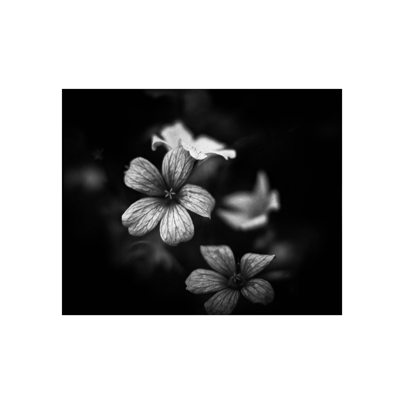 Kodak 400Tmax B&W 120 format (5 Rolls Package)