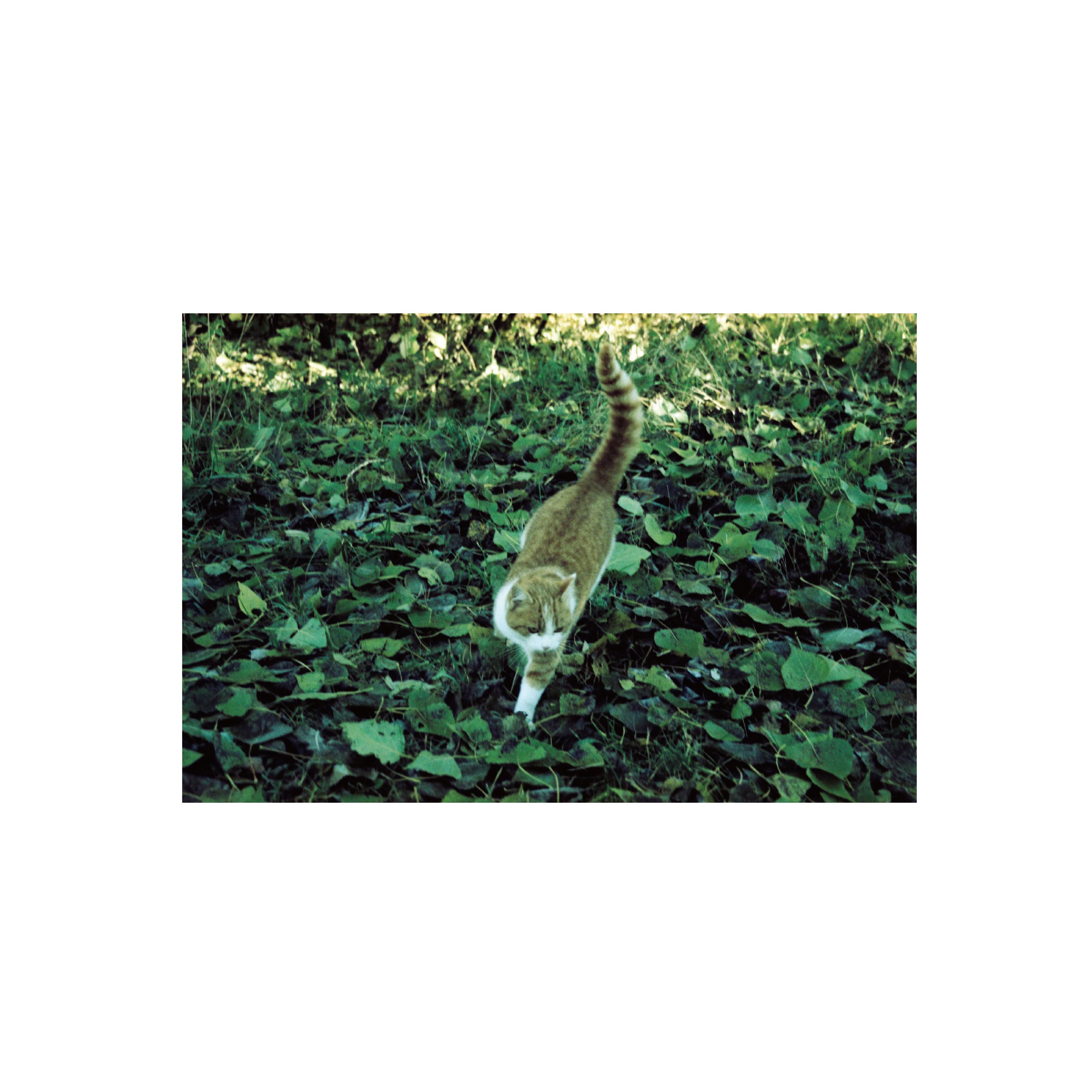 Kodak Ektachrome E100