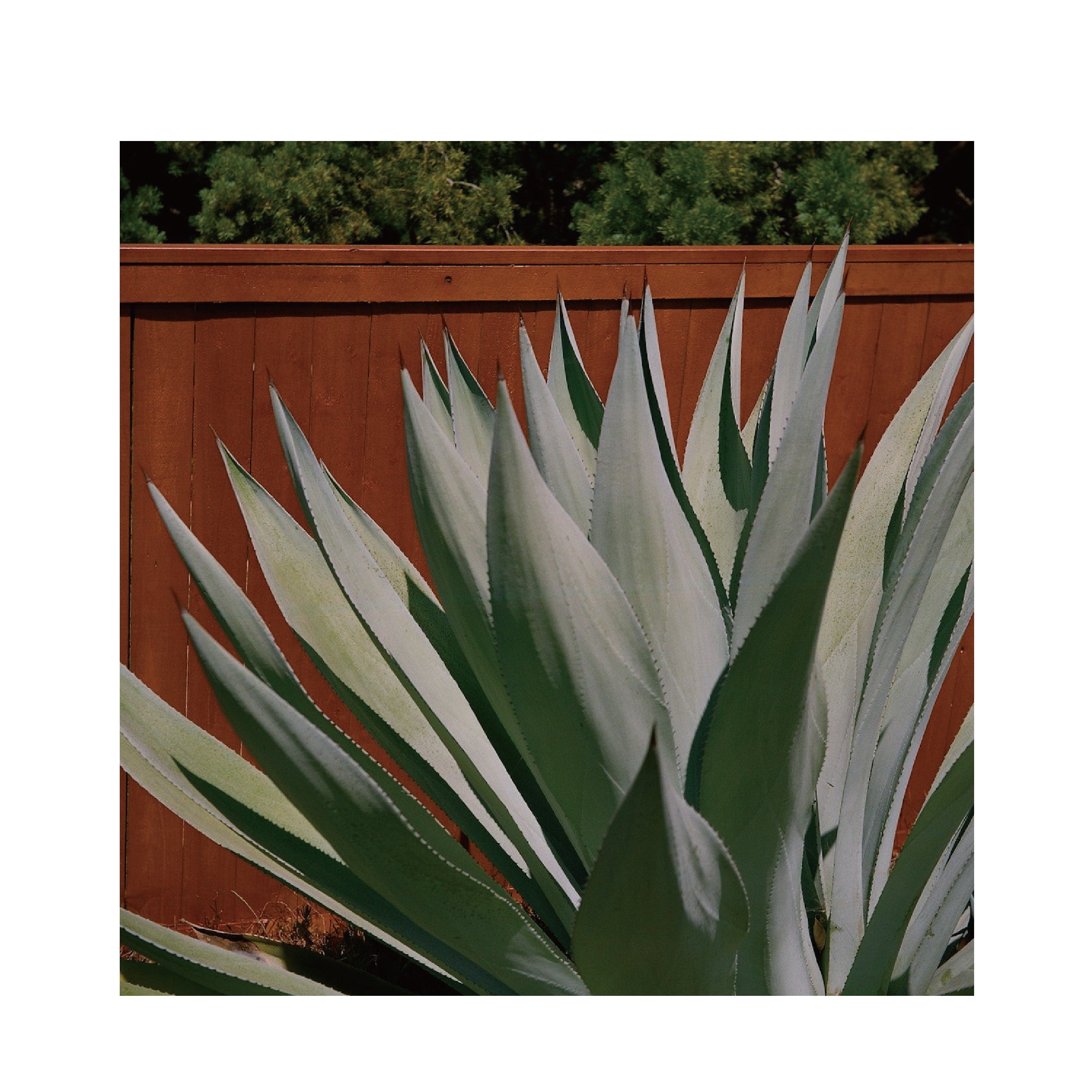 Kodak Gold 200 120 Format