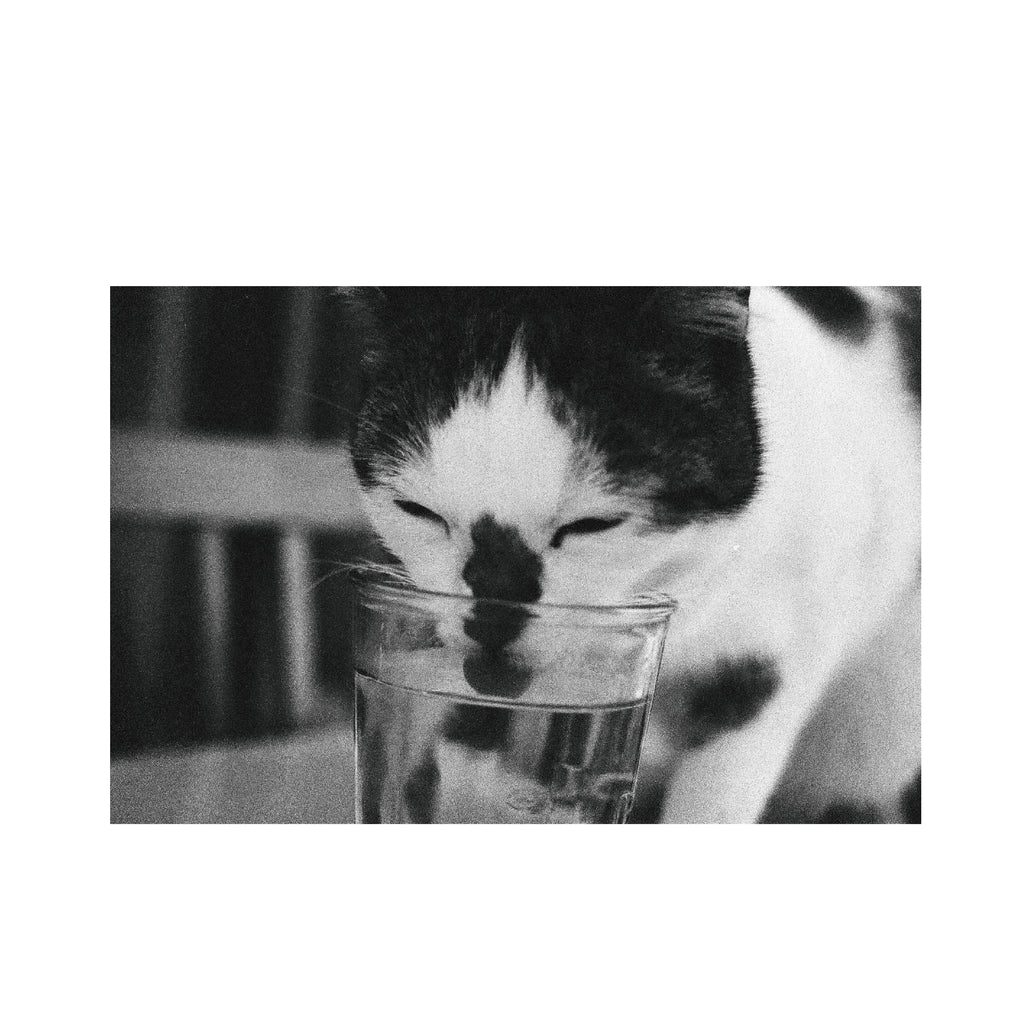 Kodak P3200 TMAX