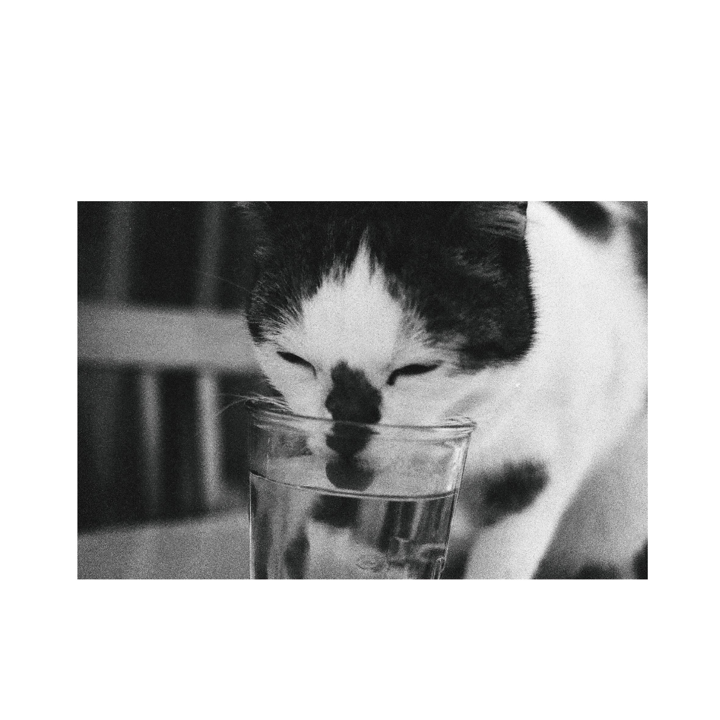 Kodak P3200 TMAX
