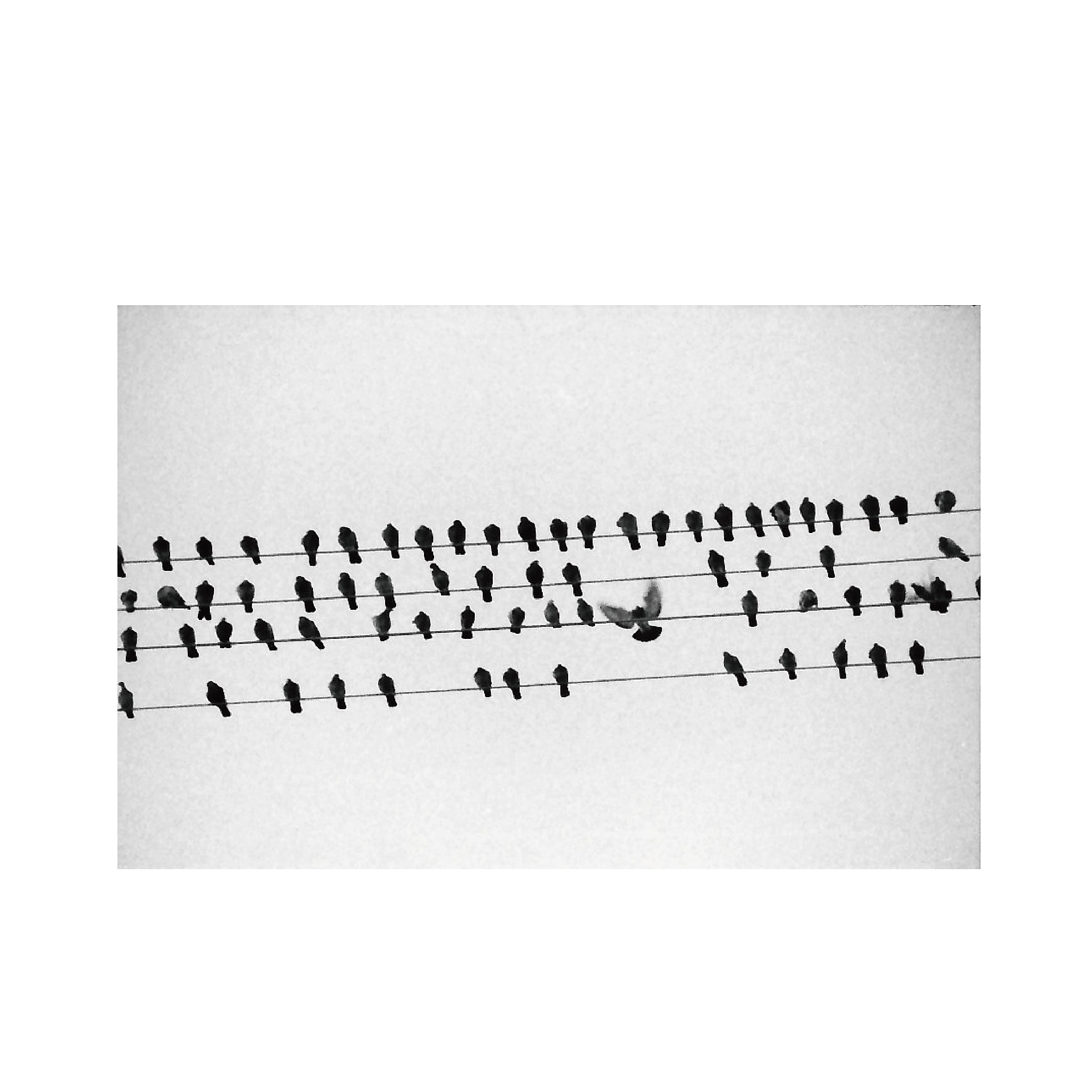 Kodak P3200 TMAX