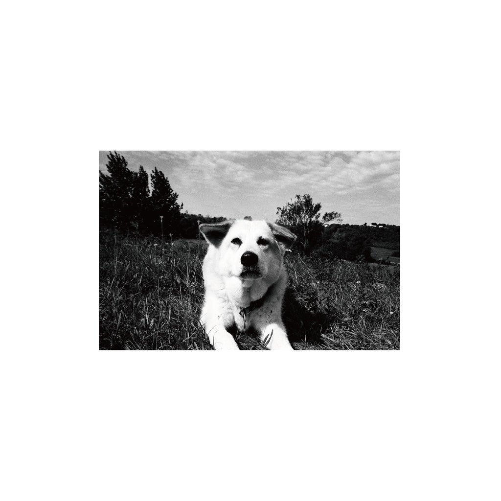 Lomography Lady Grey B&W 400 (3 rolls)