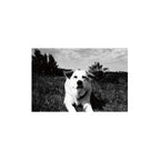 Lomography Lady Grey B&W 400 (3 rolls)
