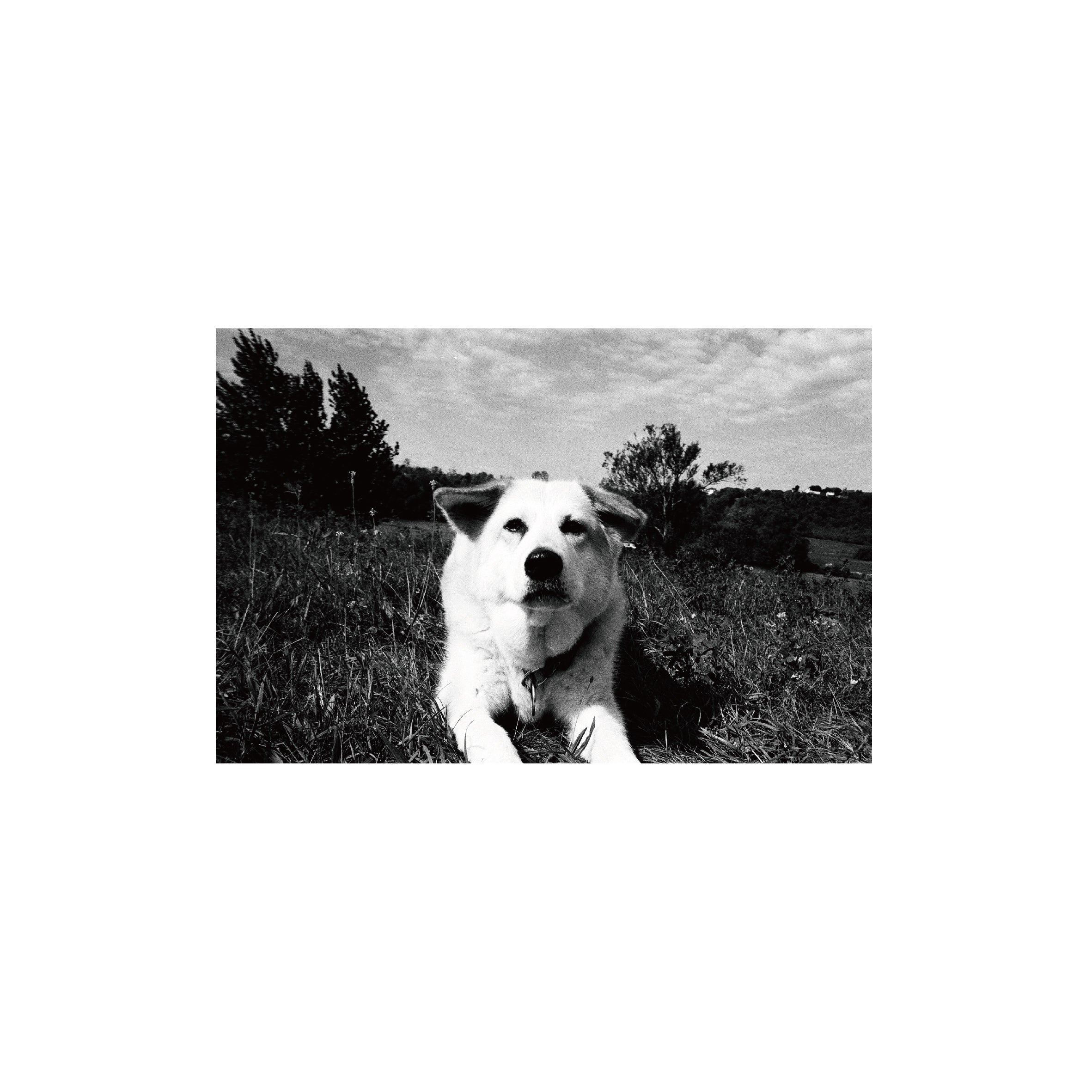 Lomography Lady Grey B&W 400 (3 rolls)