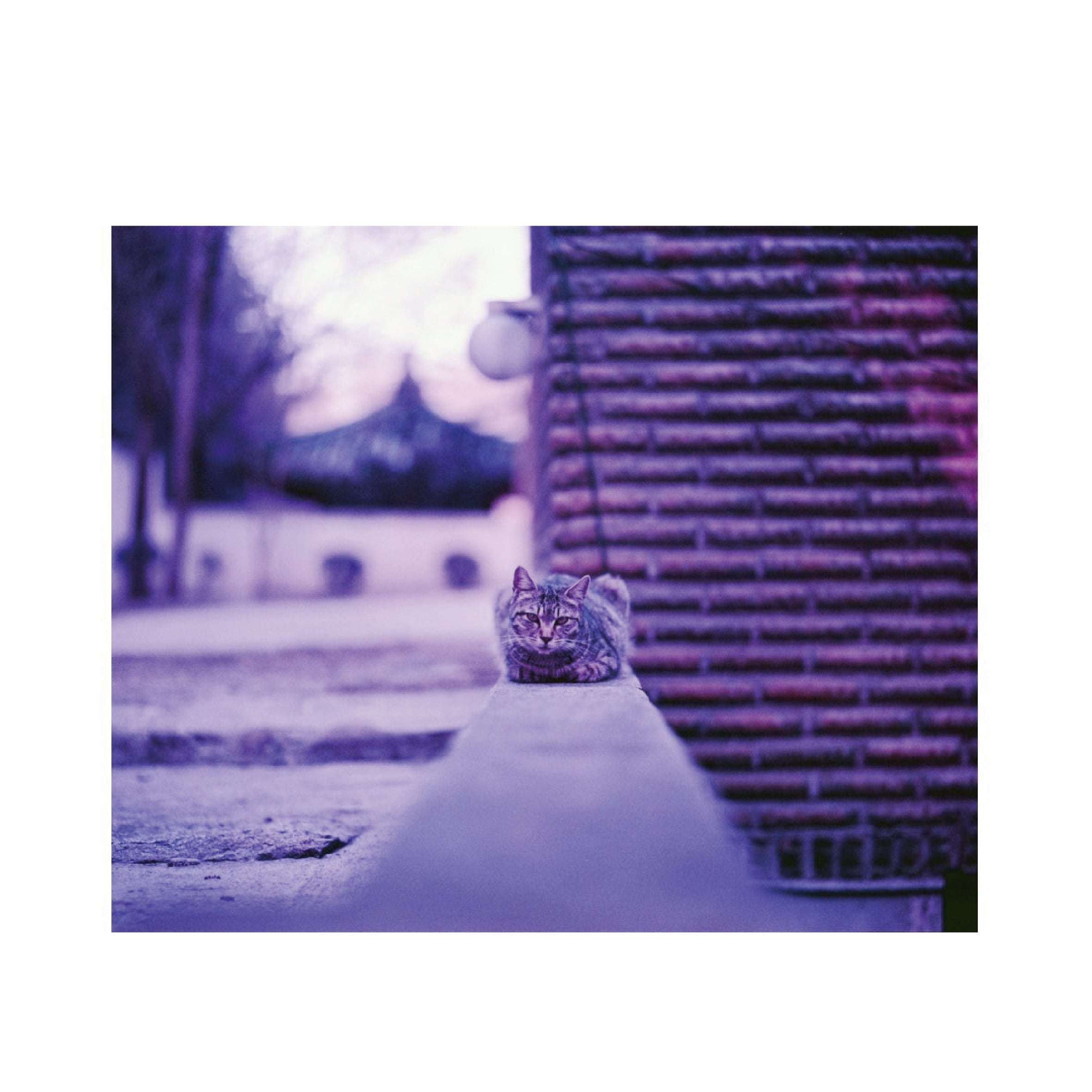 Lomochrome Purple XR 100-400 120 format