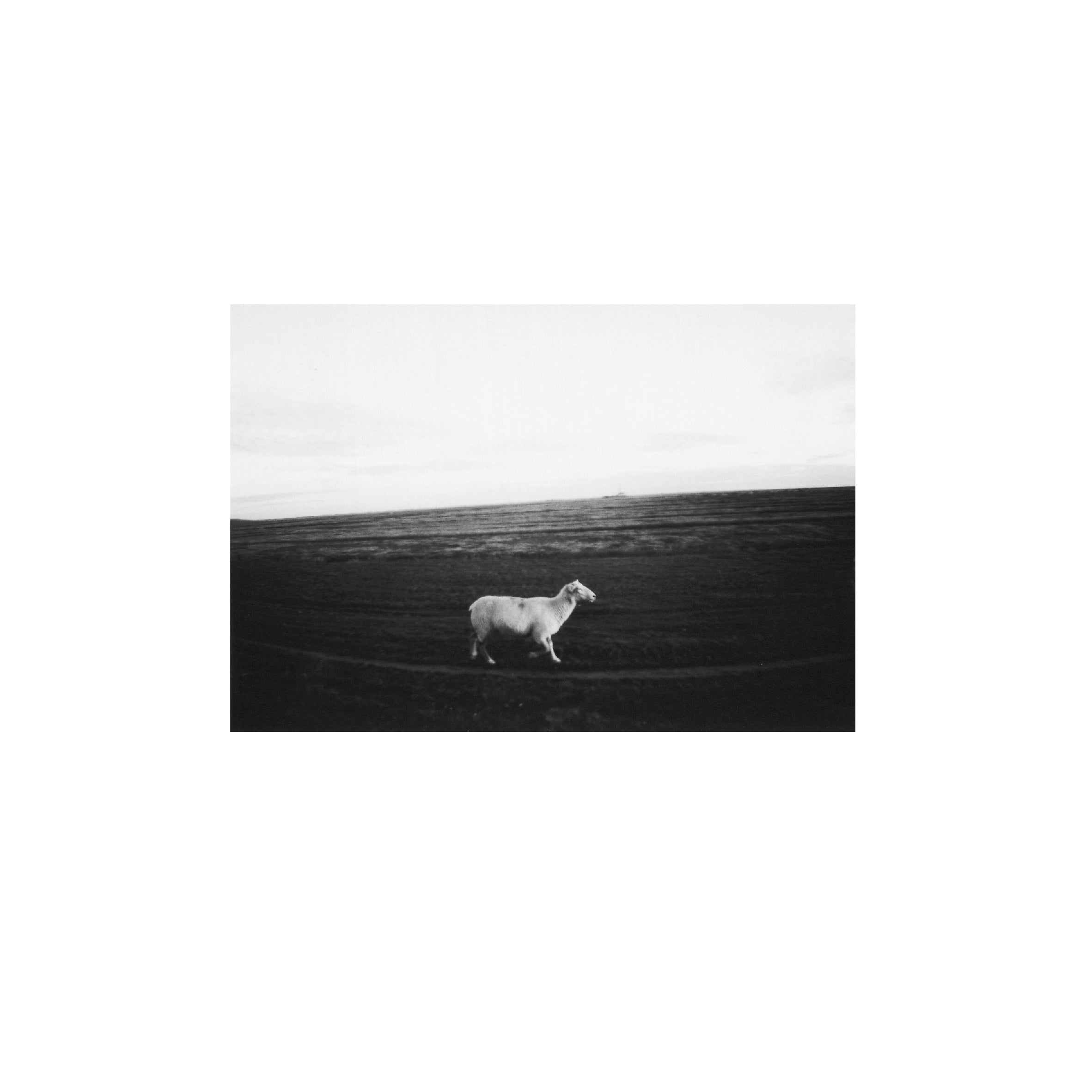 Lomography Earl Grey B&W 100 (3 rolls)
