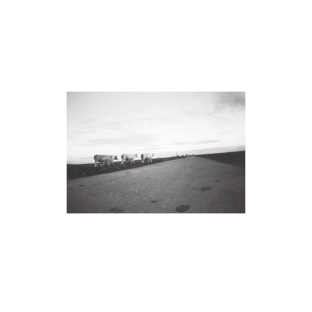 Lomography Earl Grey B&W 100 (3 rolls)
