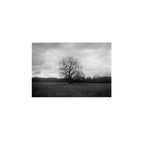 Lomography Earl Grey B&W 100 (3 rolls)