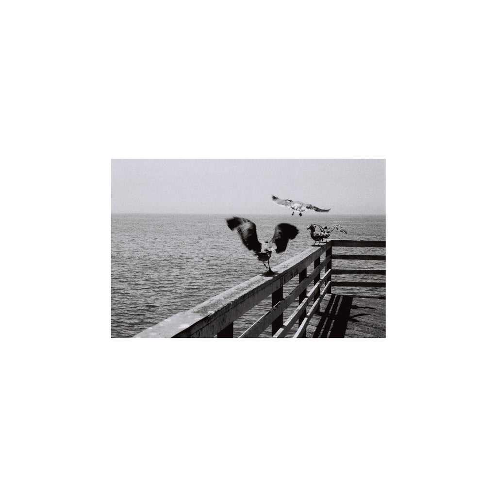 Lomography Earl Grey B&W 100 (3 rolls)