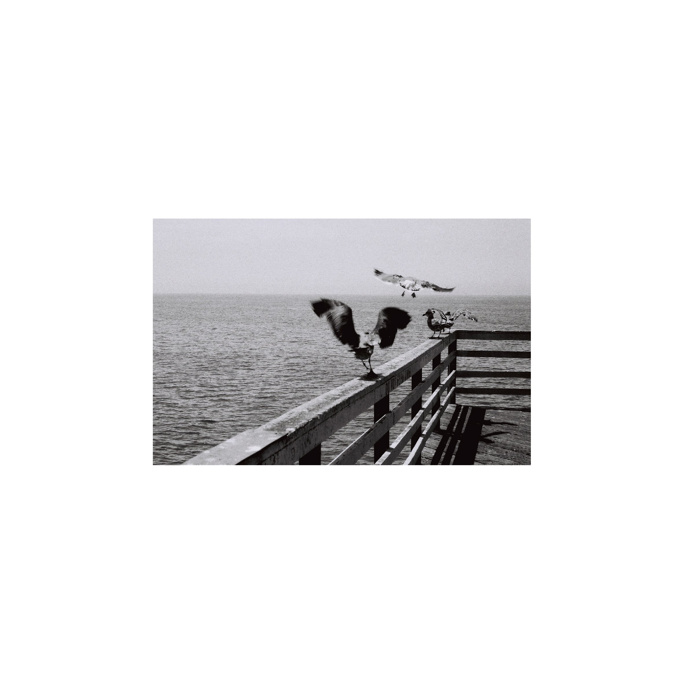 Lomography Earl Grey B&W 100 (3 rolls)