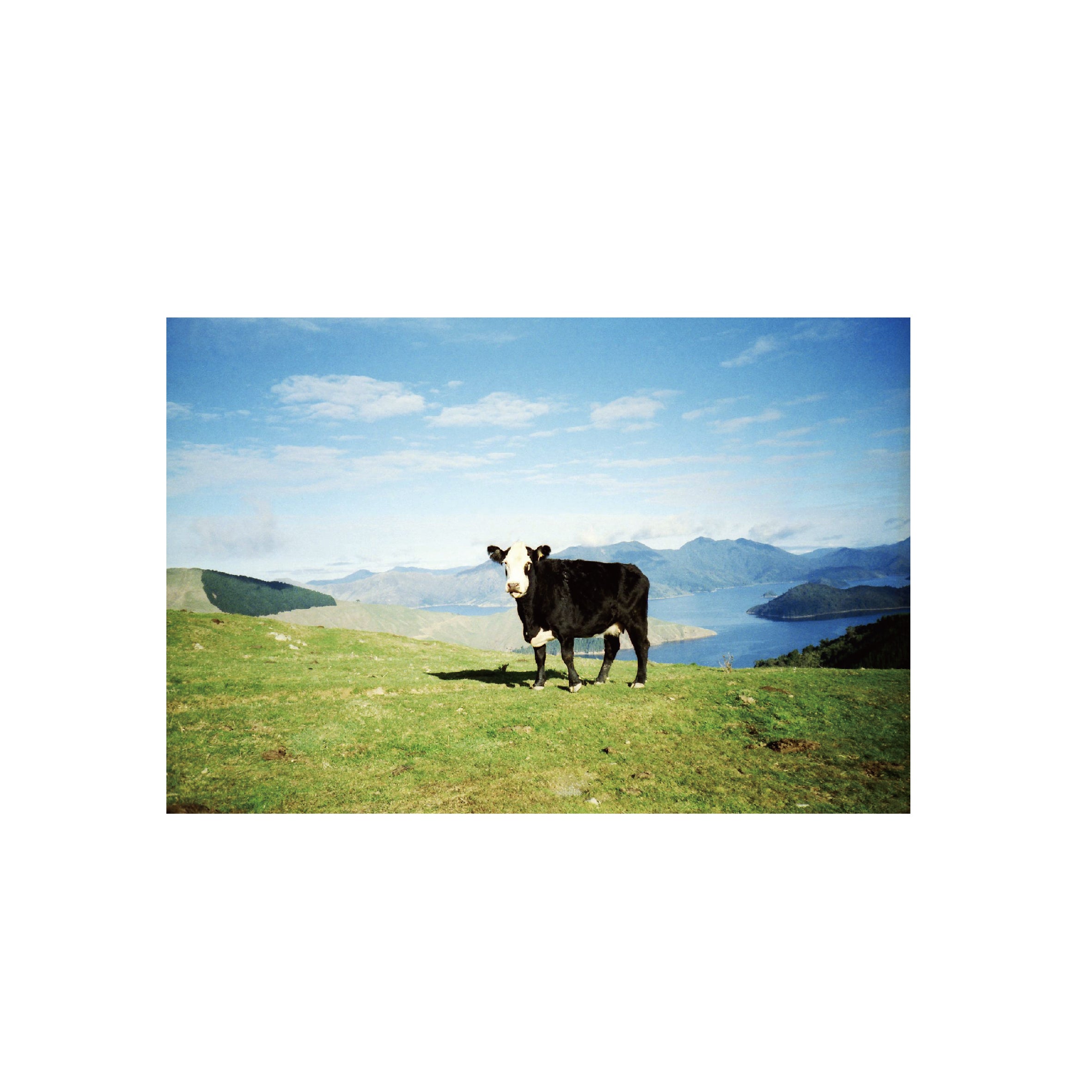 Lomography Color Negative 100 (3 rolls)