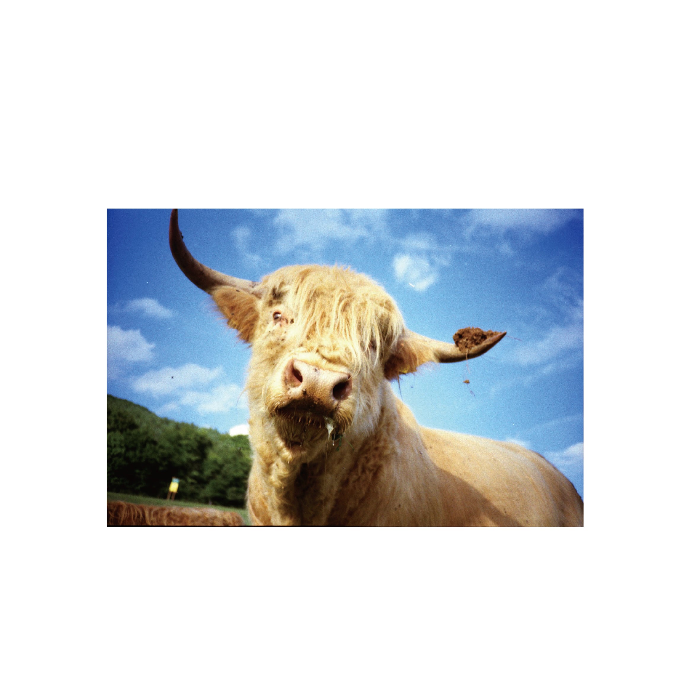 Lomography Color Negative 100 (3 rolls)