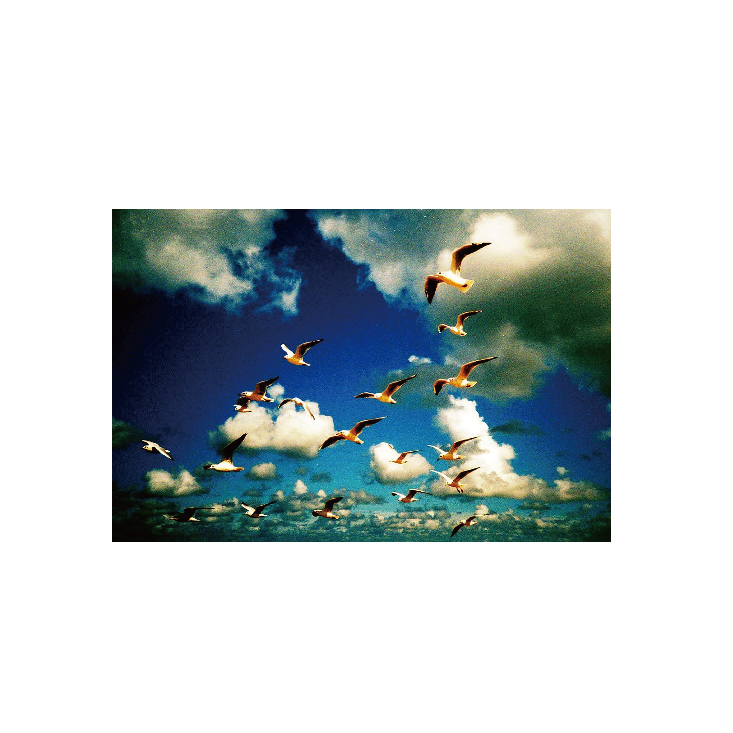 Lomography Color Negative 100 (3 rolls)