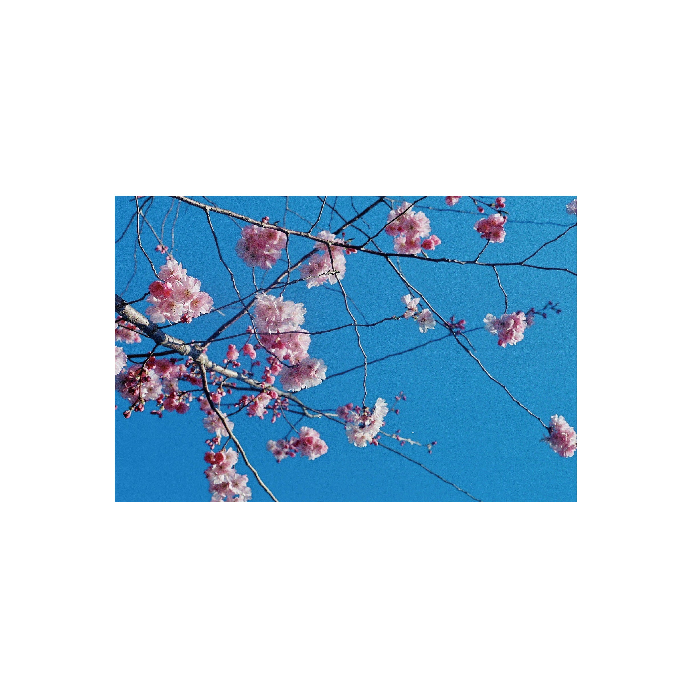 Lomography Color Negative 400 (3 rolls)