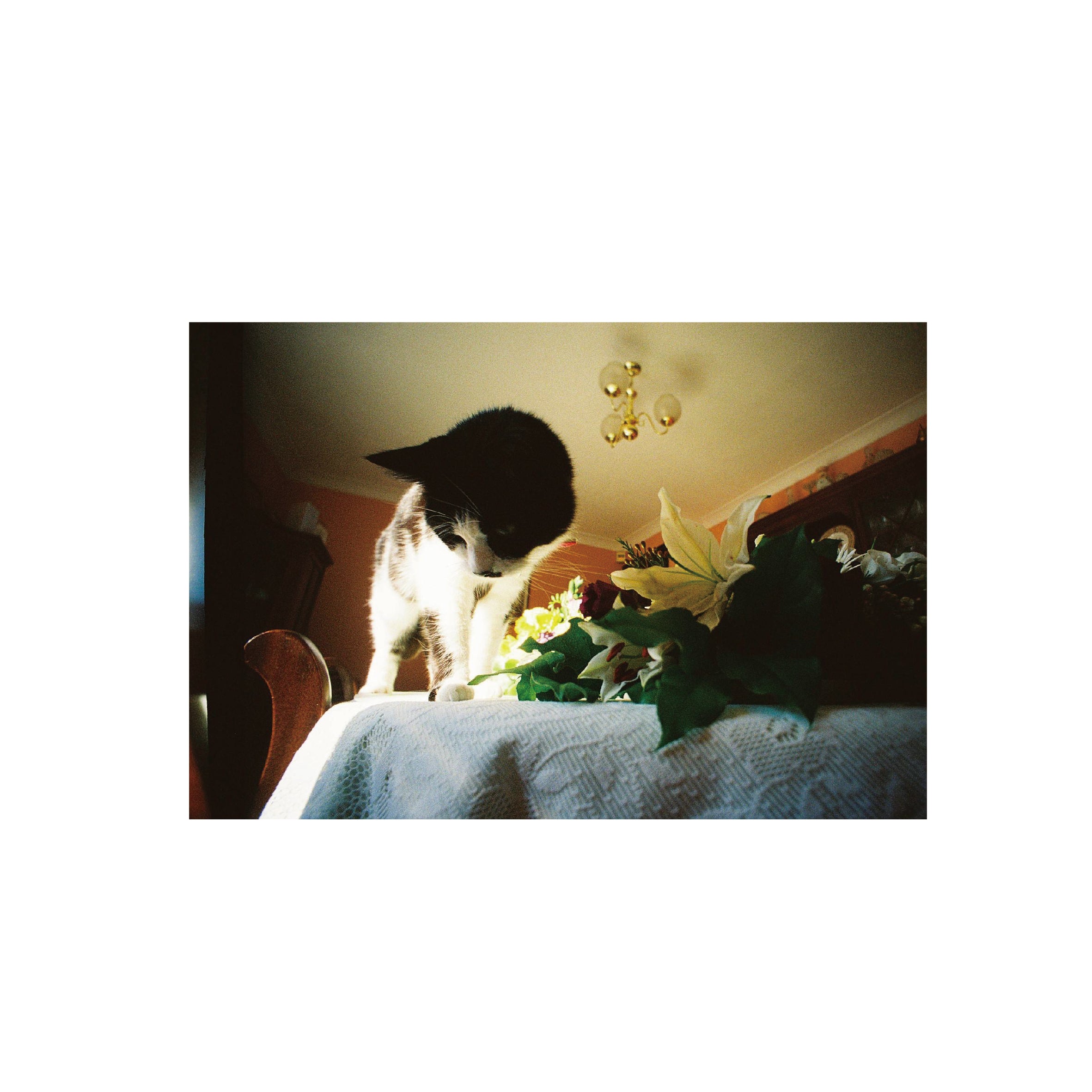 Lomography Color Negative 400 (3 rolls)