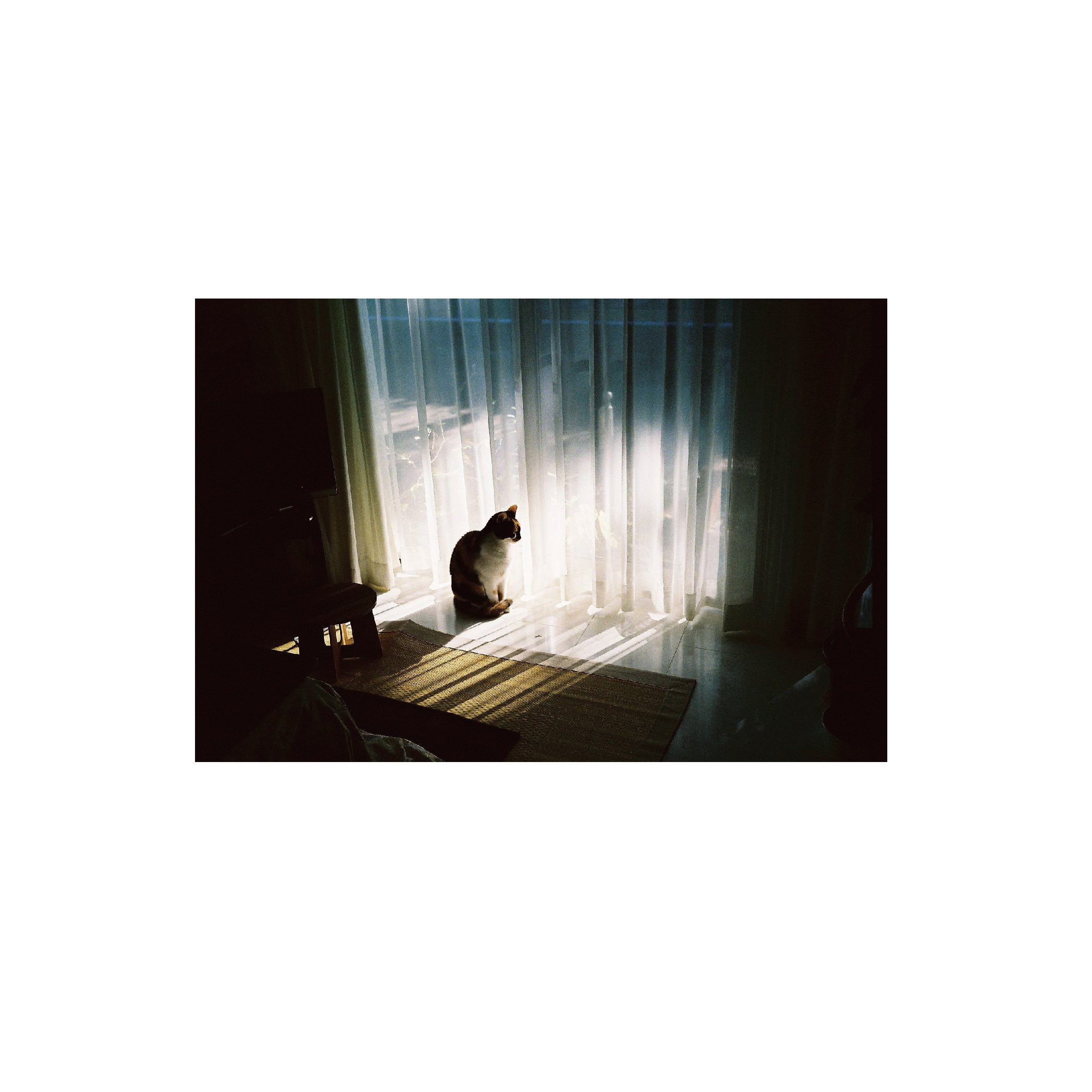 Lomography Color Negative 400 (3 rolls)