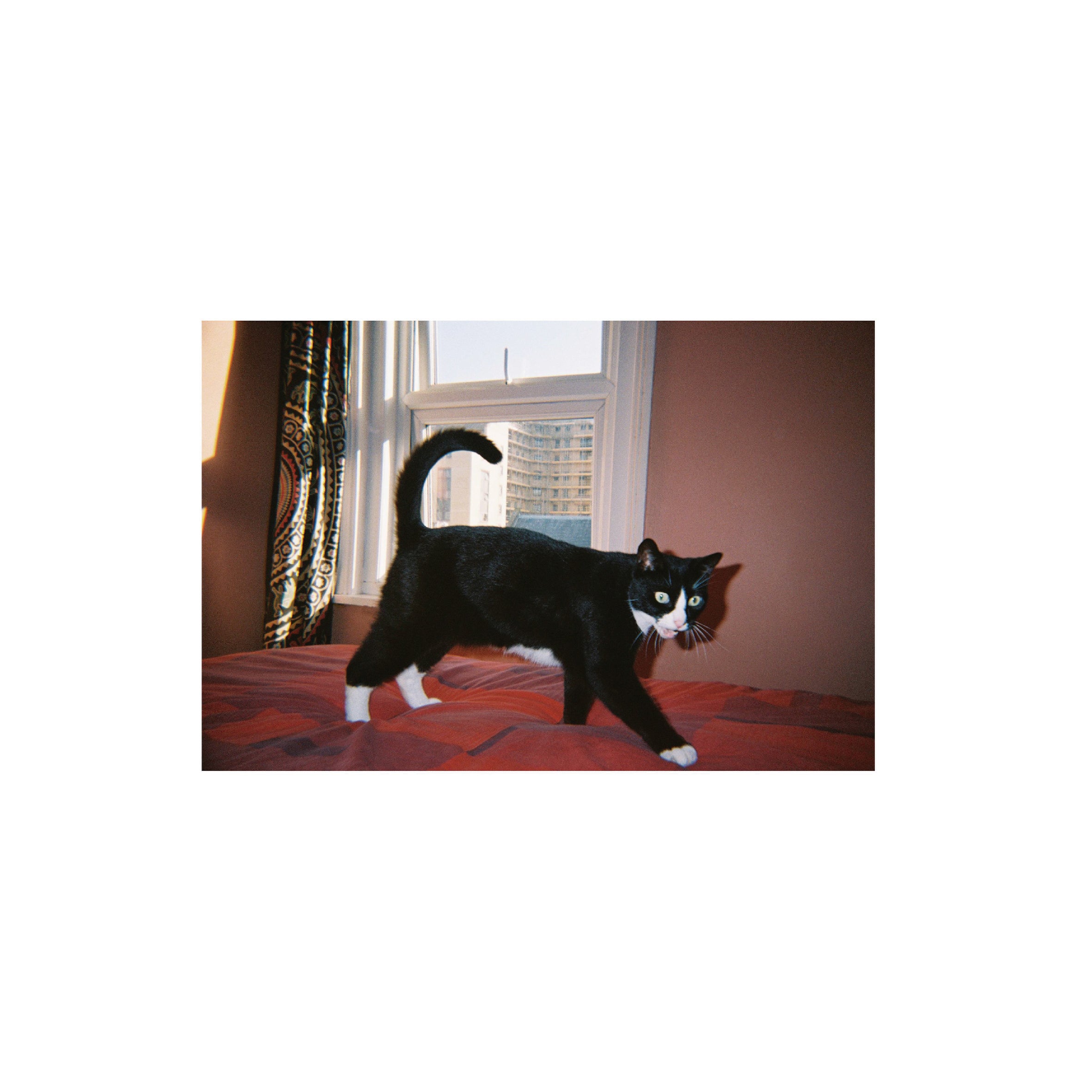 Lomography Color Negative 400 (3 rolls)