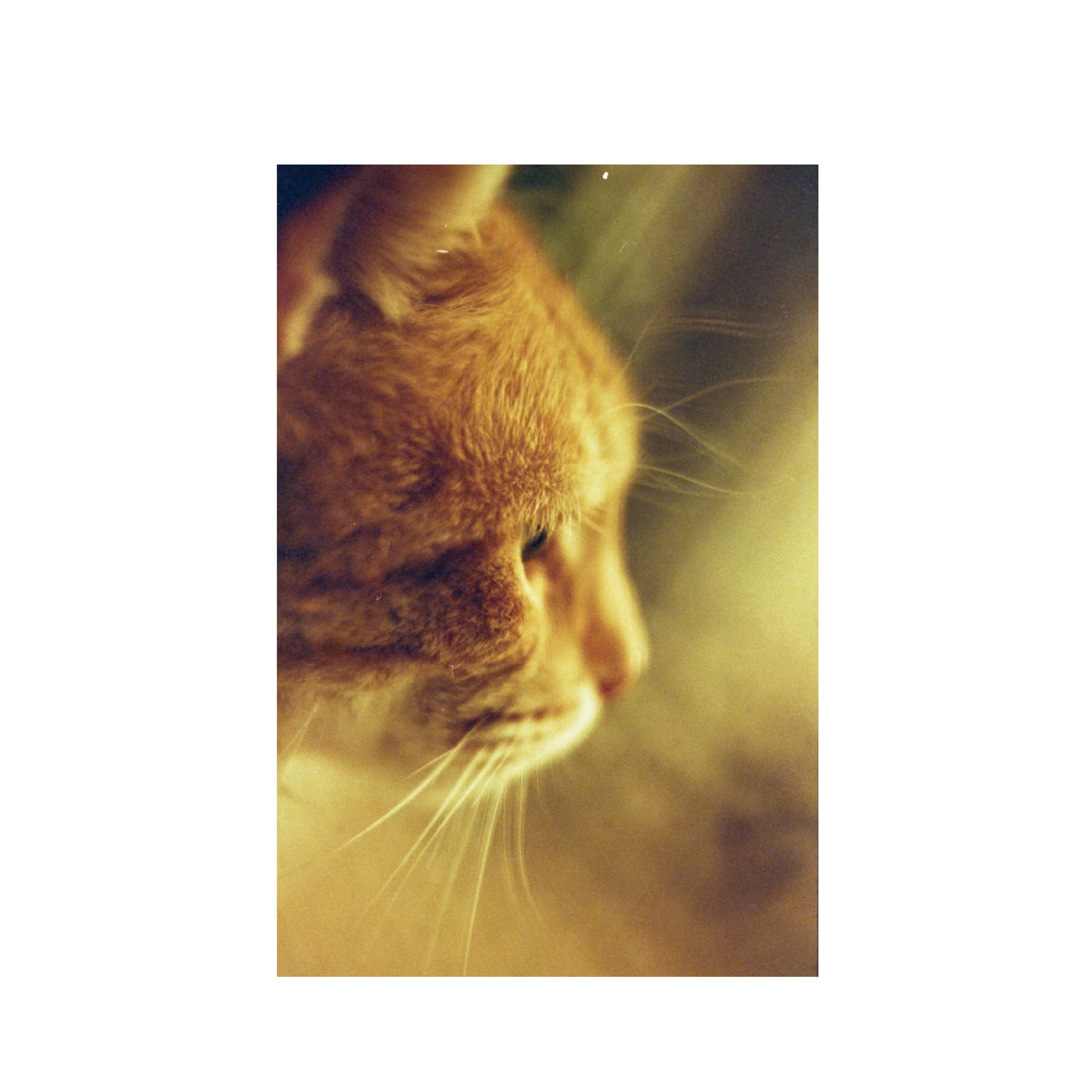 Lomography Redscale XR 50-200 (3 rolls)