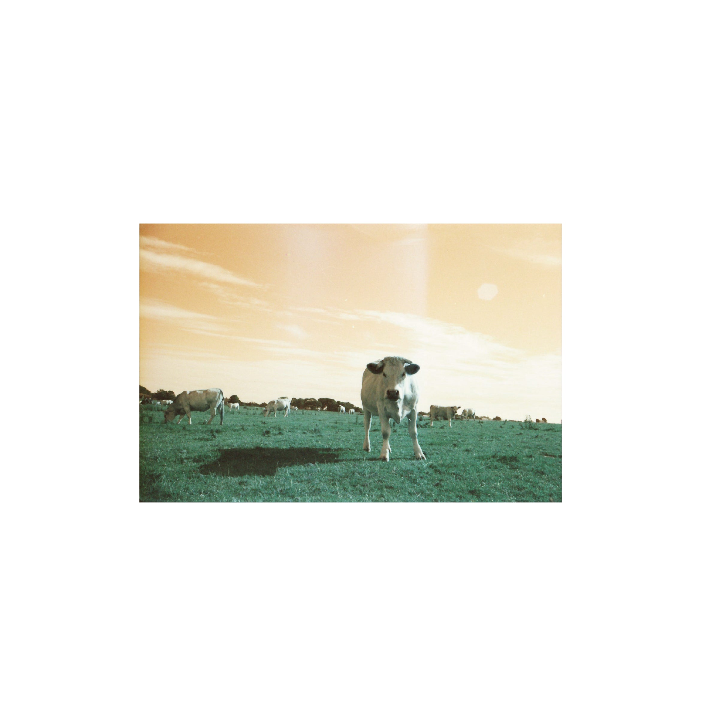 LomoChrome Turquoise 100–400