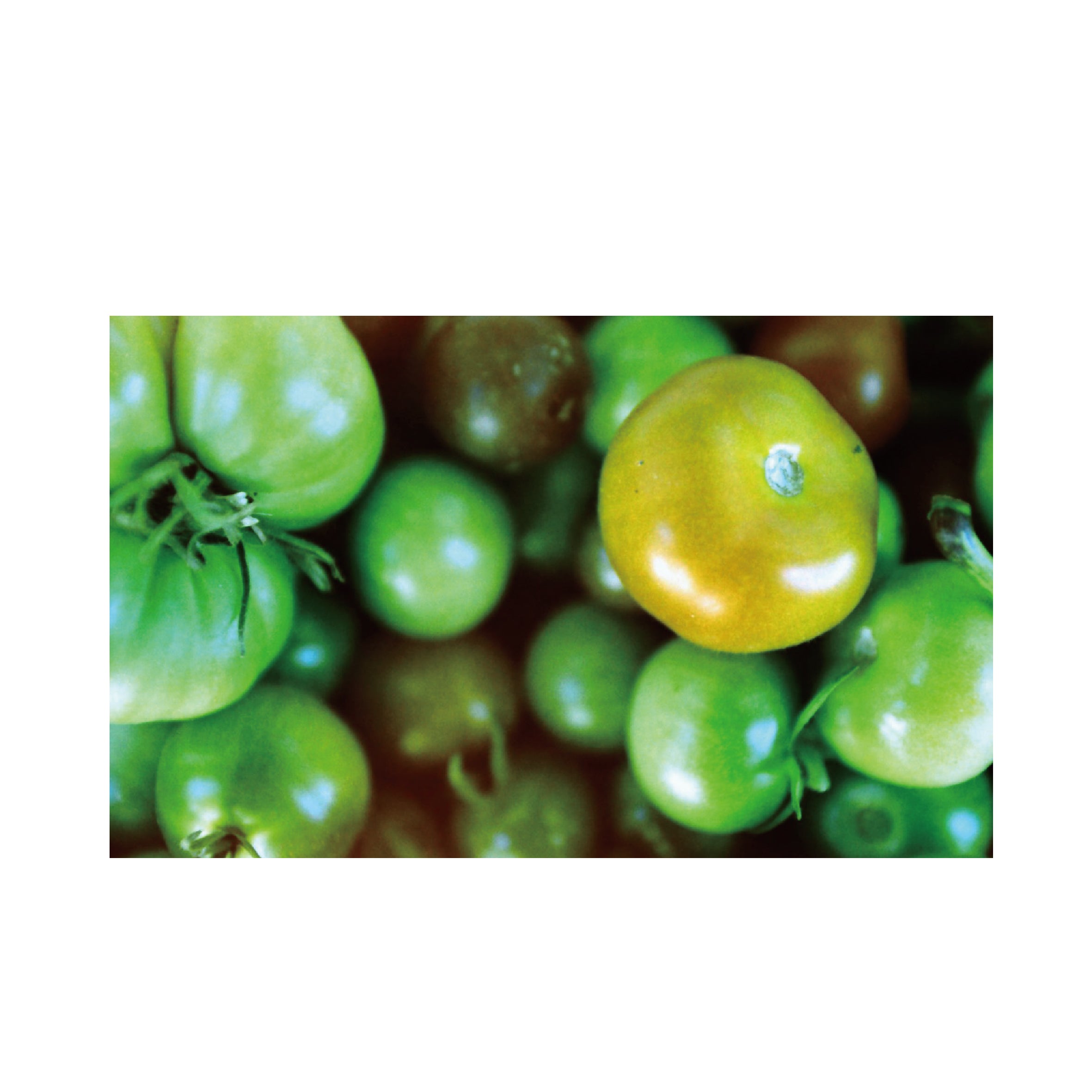 KONO! Original Monsoon 100-400