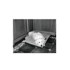 Ilford Ortho Plus