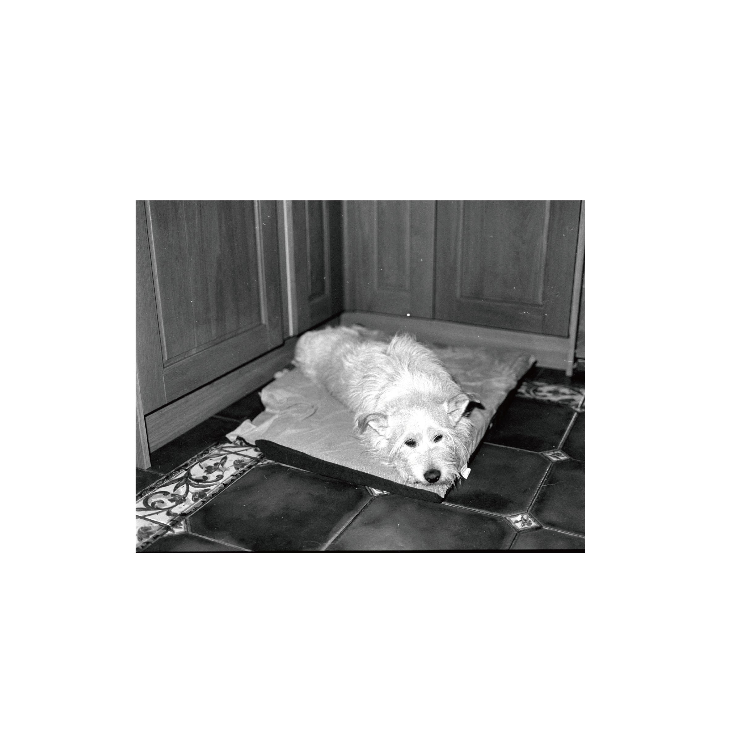 Ilford Ortho Plus