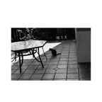 Kentmere PAN 100