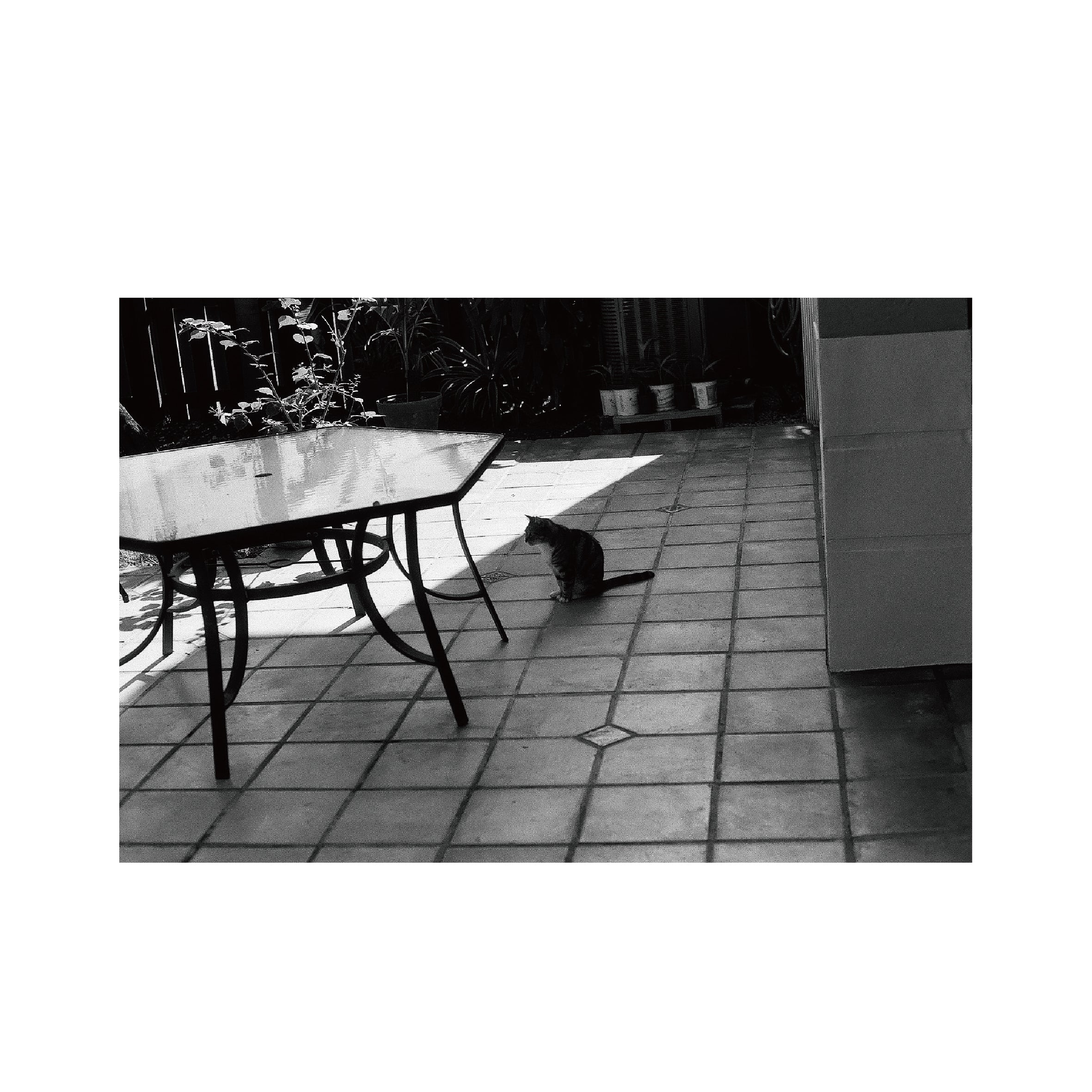 Kentmere PAN 100