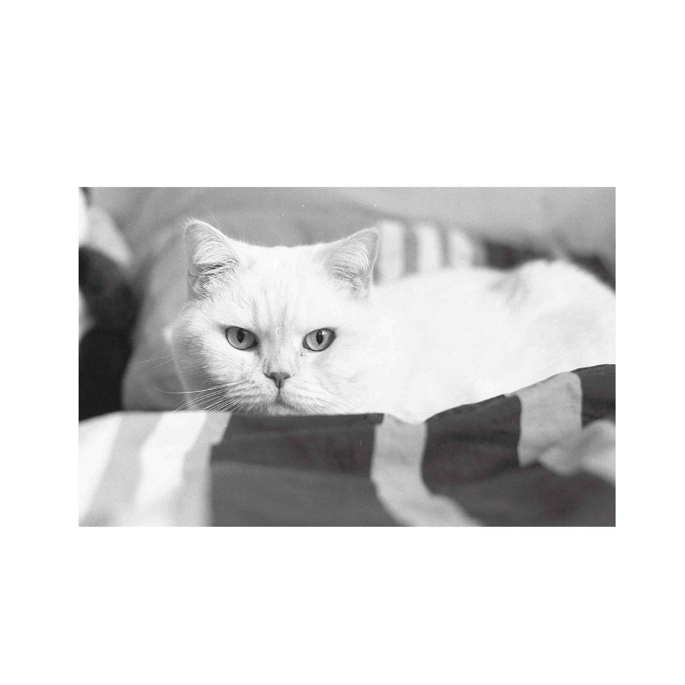 Kentmere PAN 400