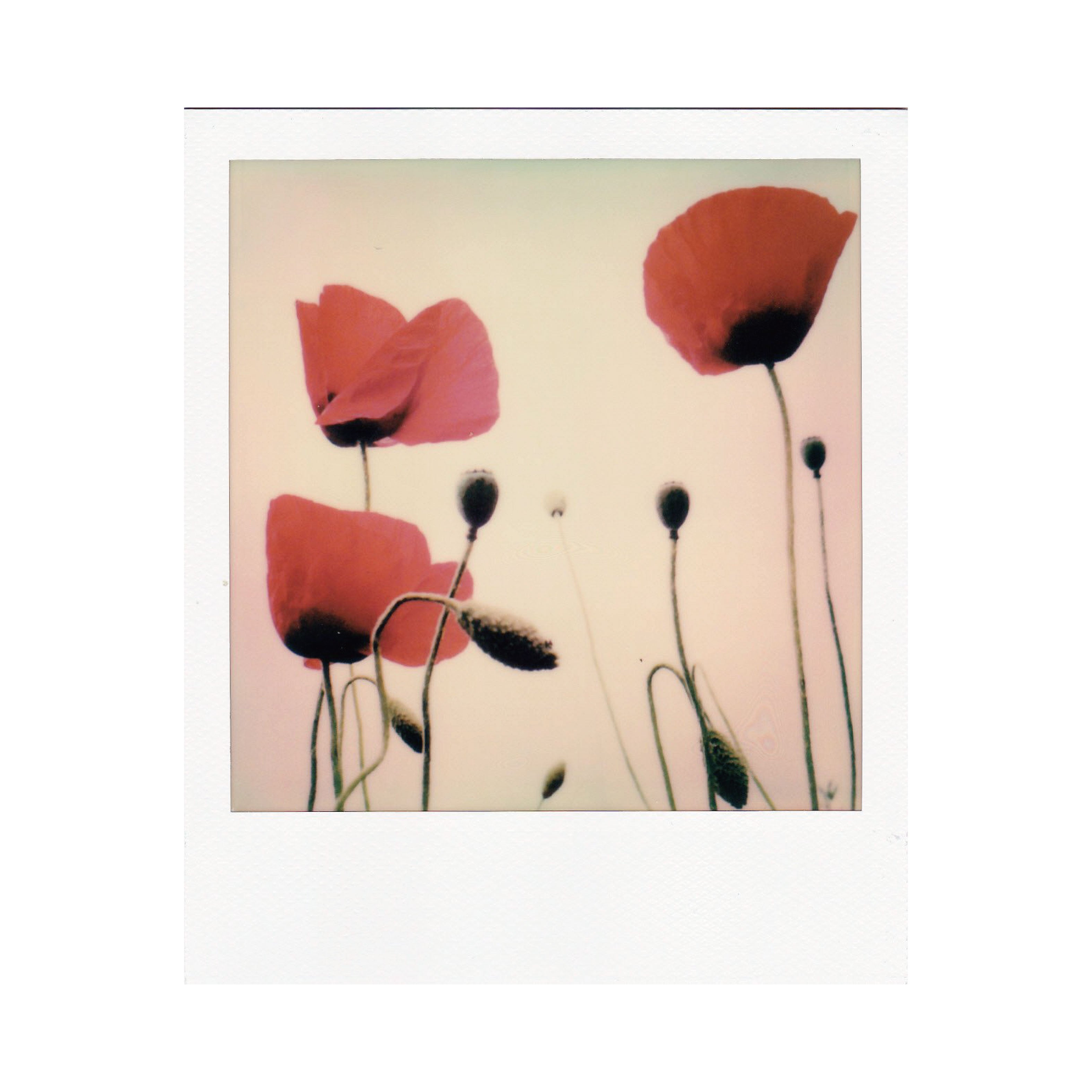 Polaroid Color i-Type Film 白邊 (White boarder)