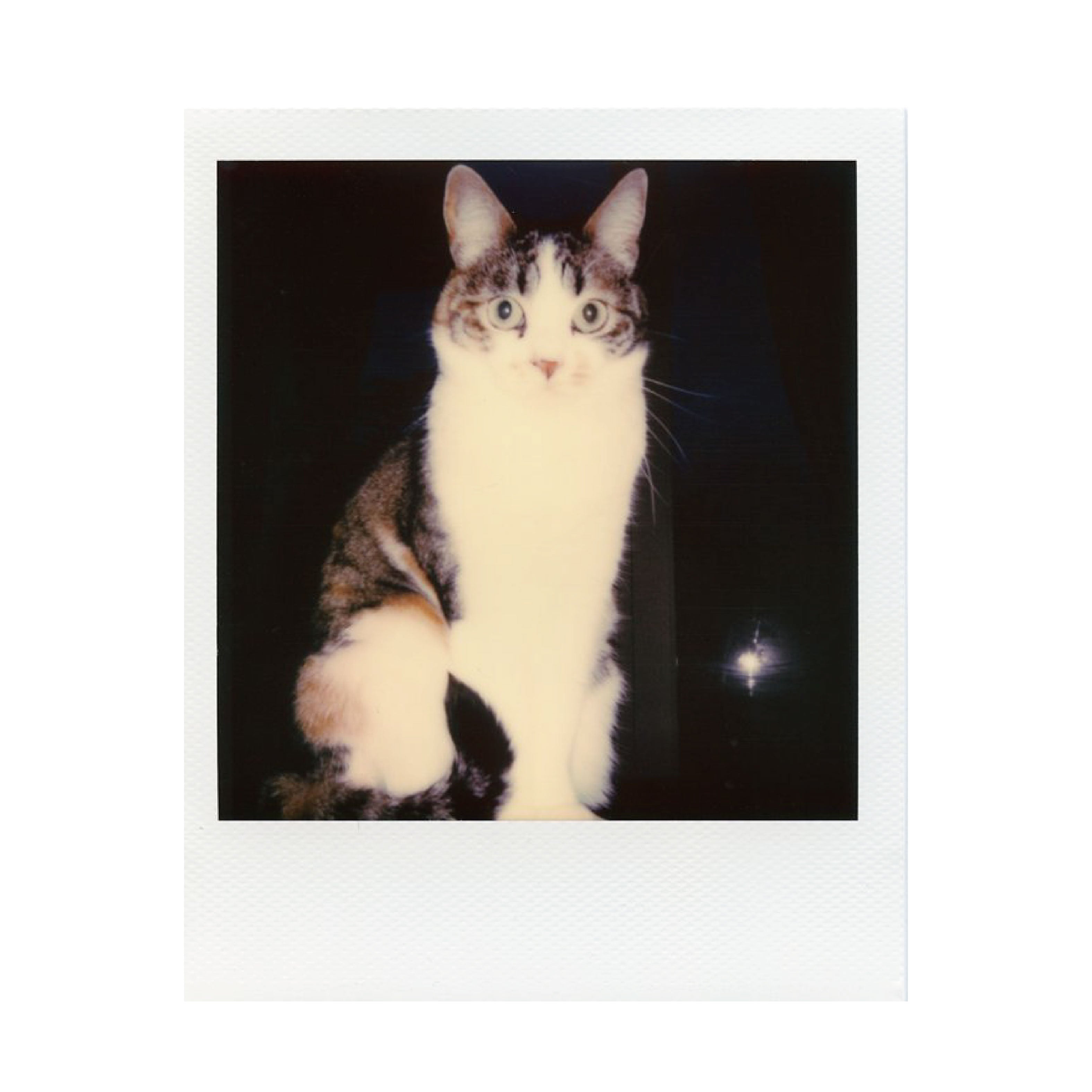 Polaroid Color i-Type Film 白邊 (White boarder)