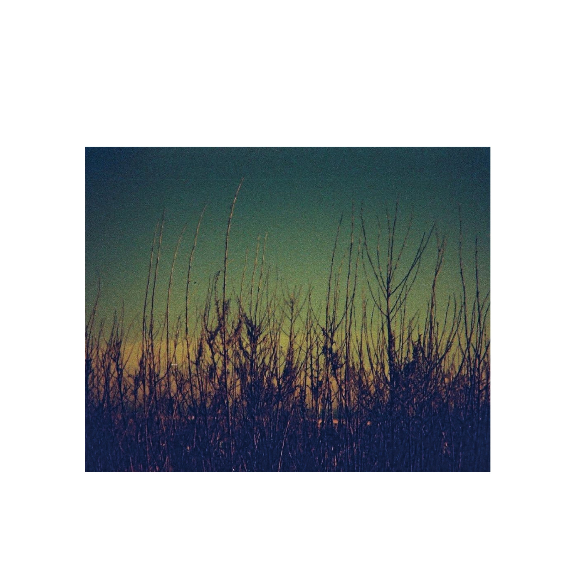 Lomography Lobster Redscale  200 110 format