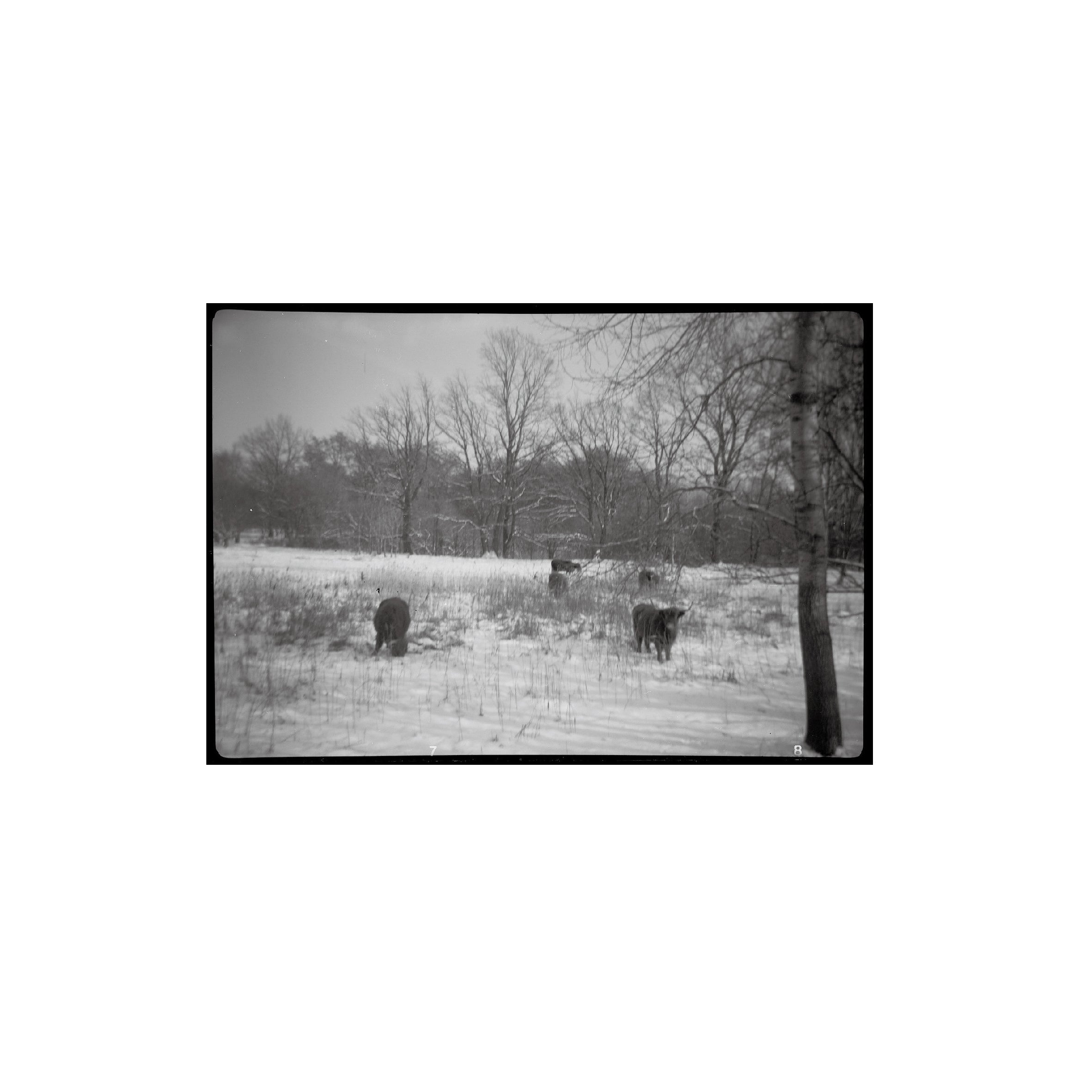 Rollei Retro 80S