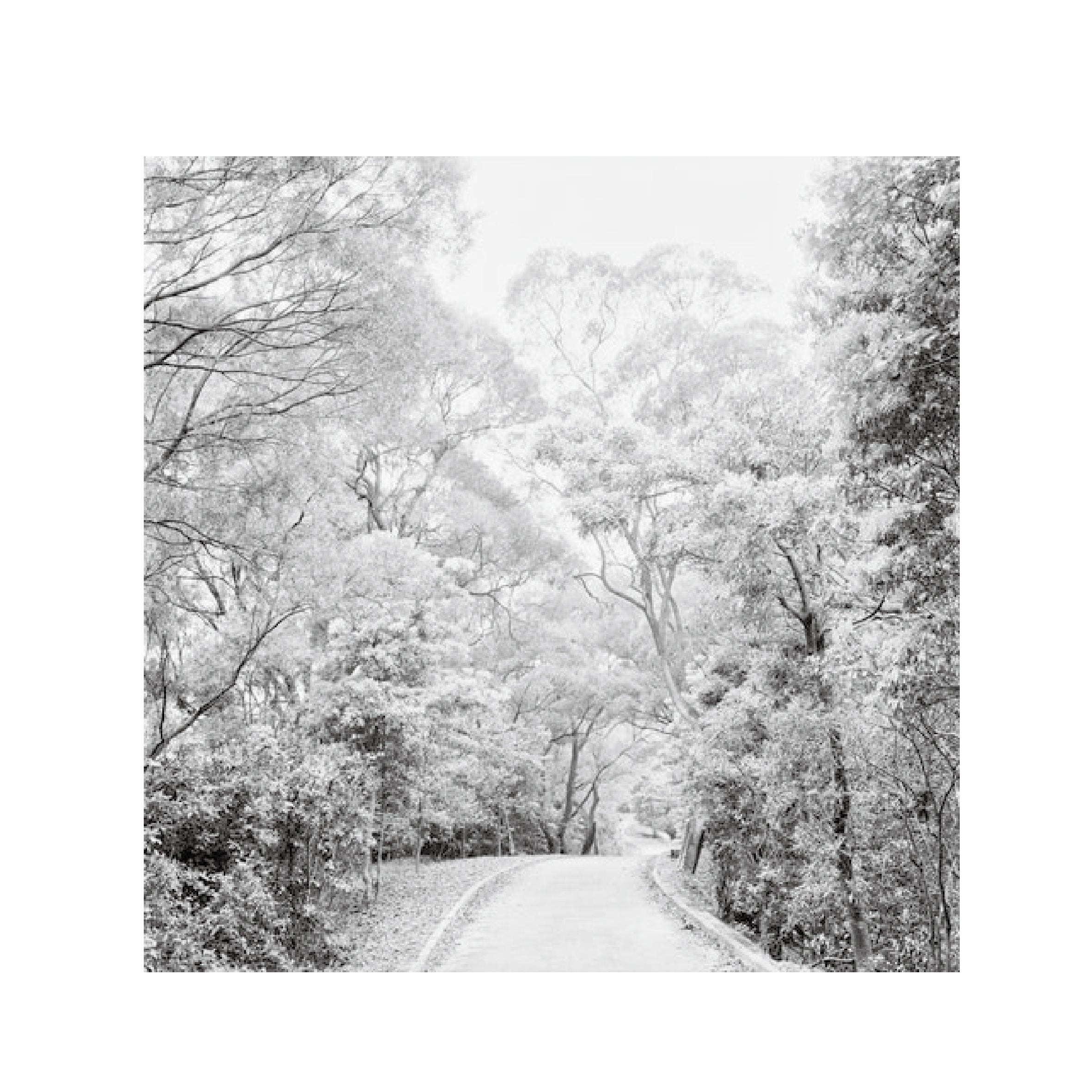 Rollei RPX 25 B&W 120 Format