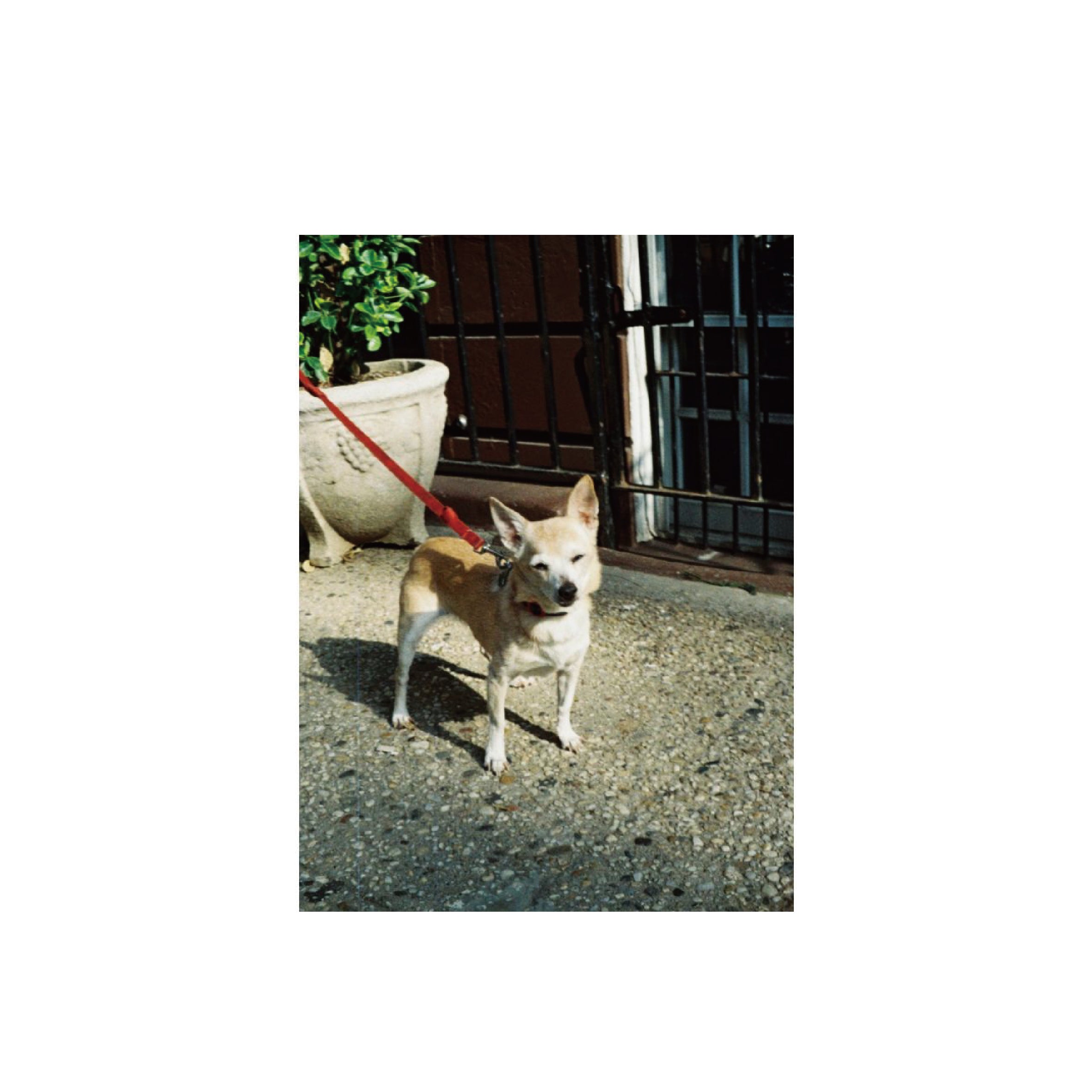 Lomography Color Tiger 200 110 format