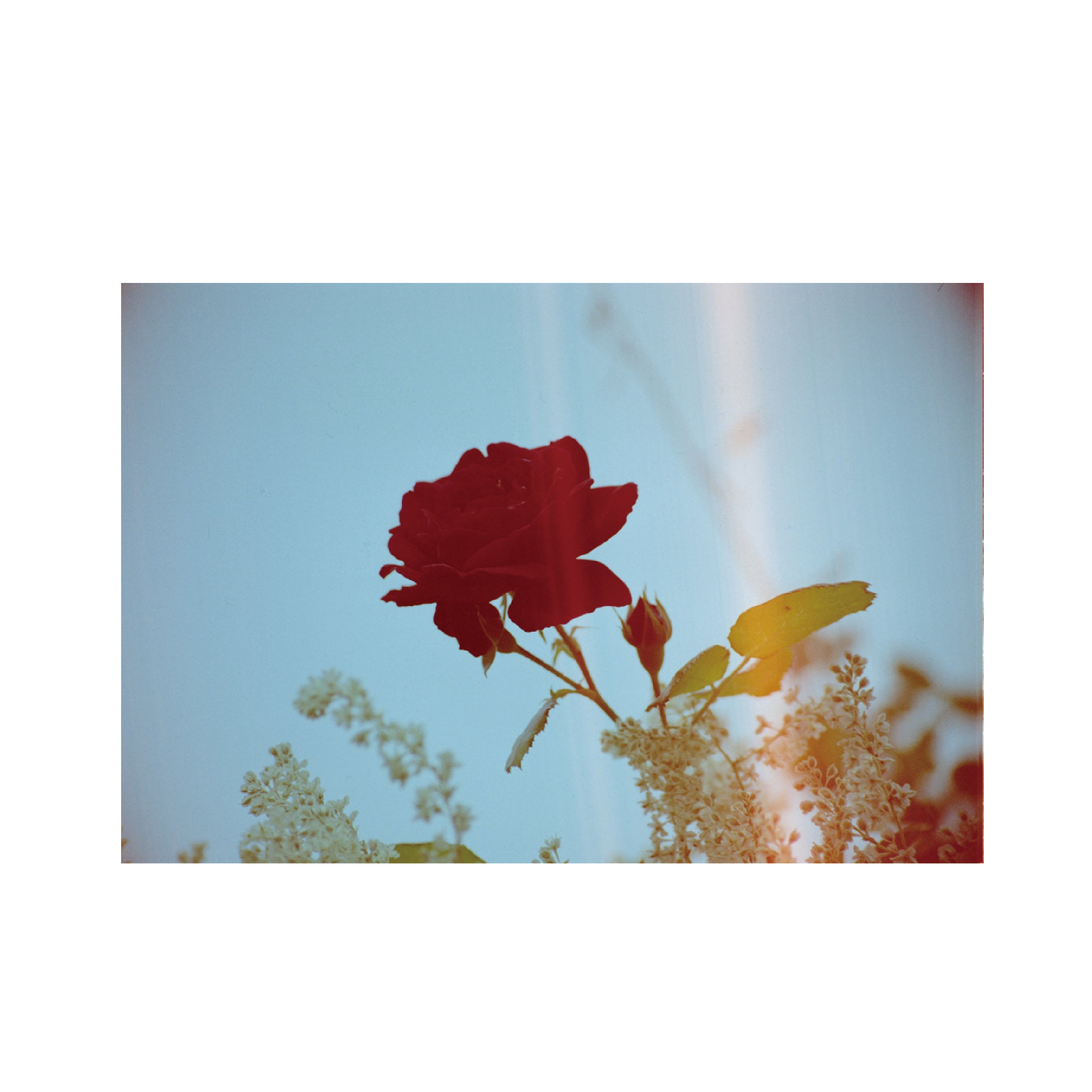 Hanalogital Veins 200