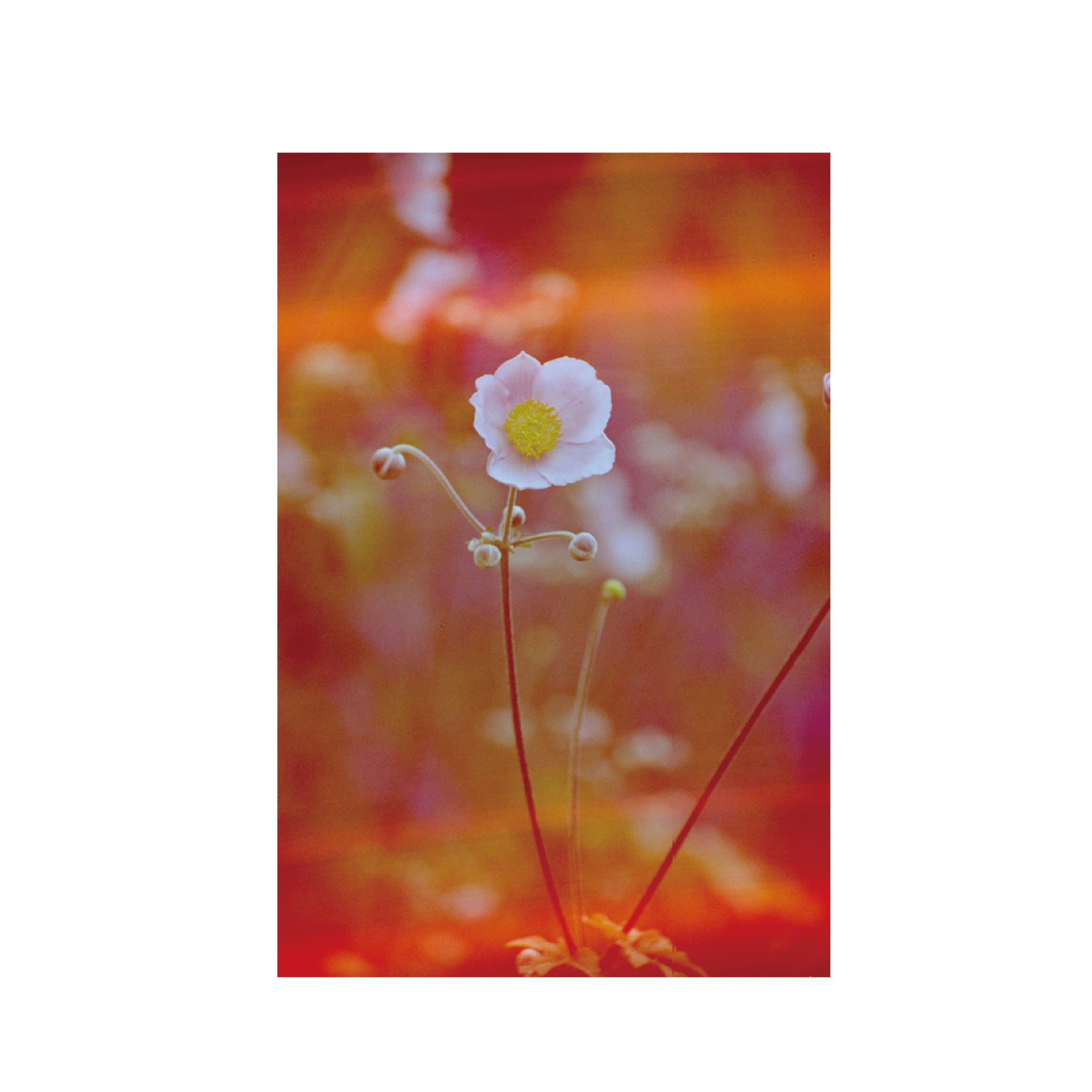 Hanalogital Veins 200