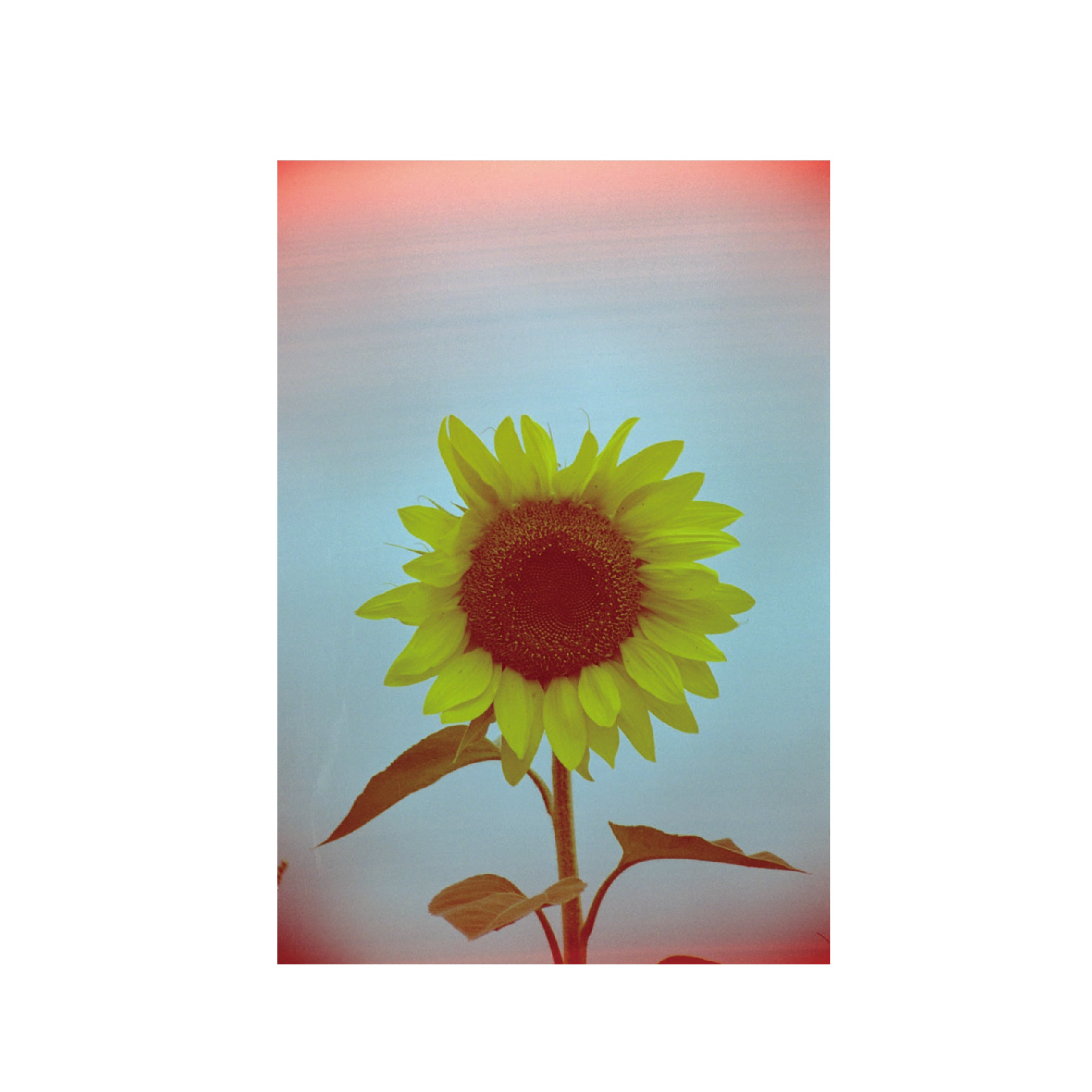 Hanalogital Veins 200