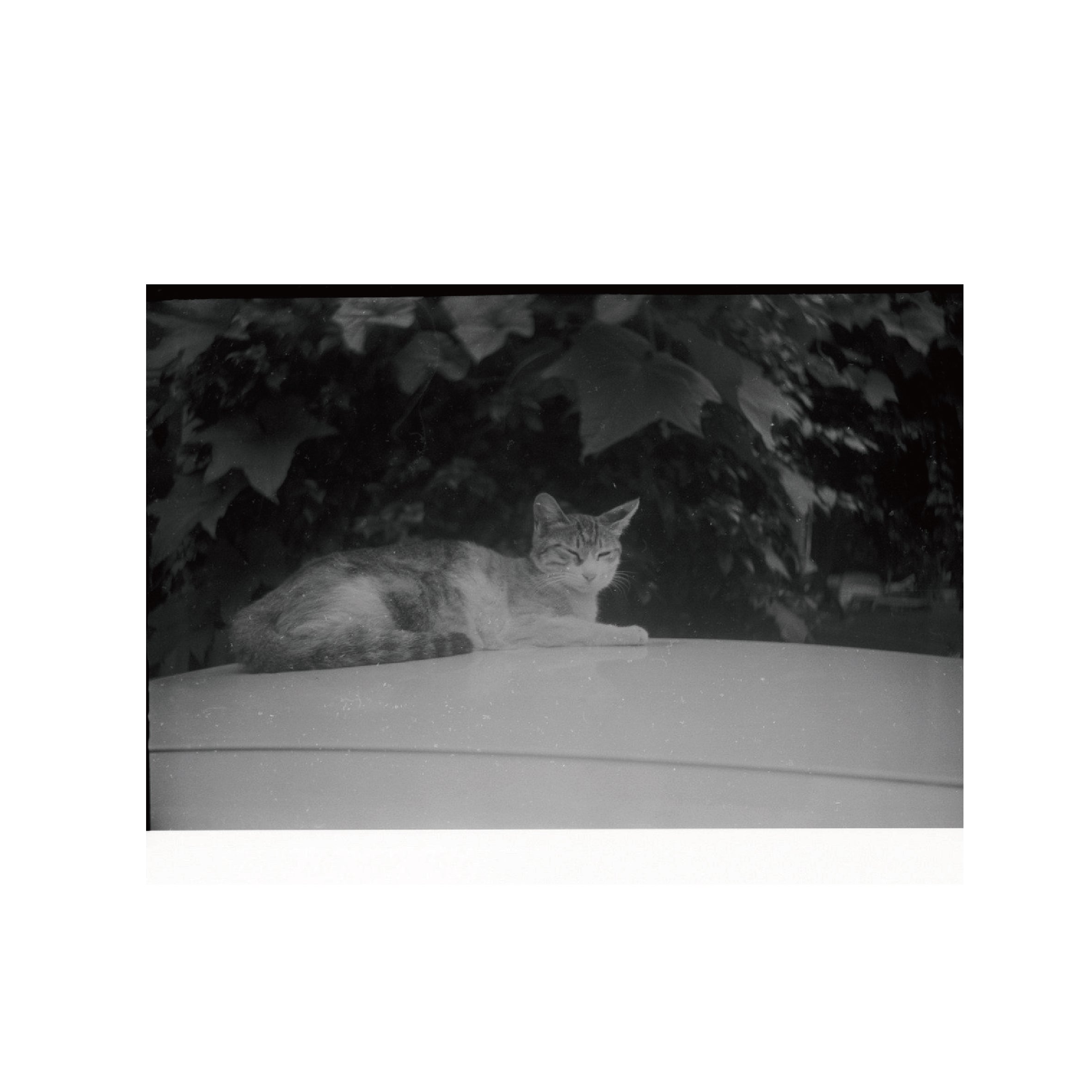 Vibe Photo 100 B&W