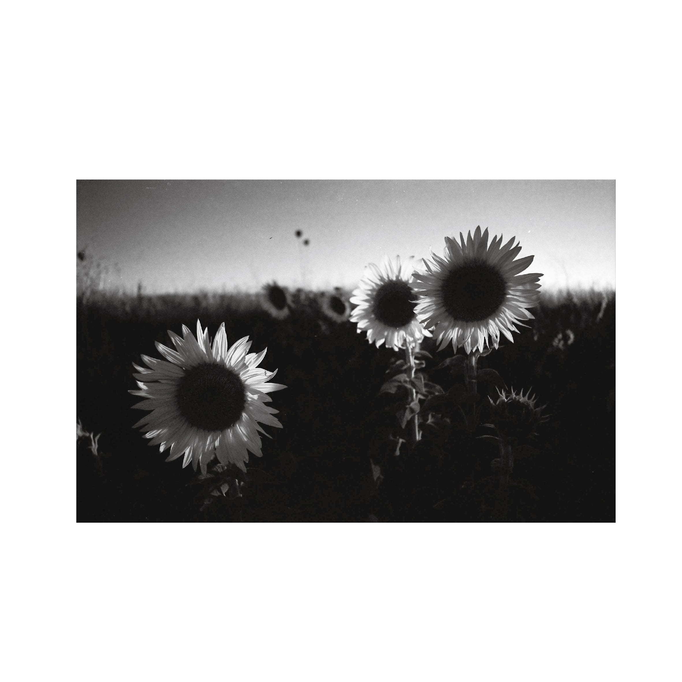 Ilford XP2 Super 400