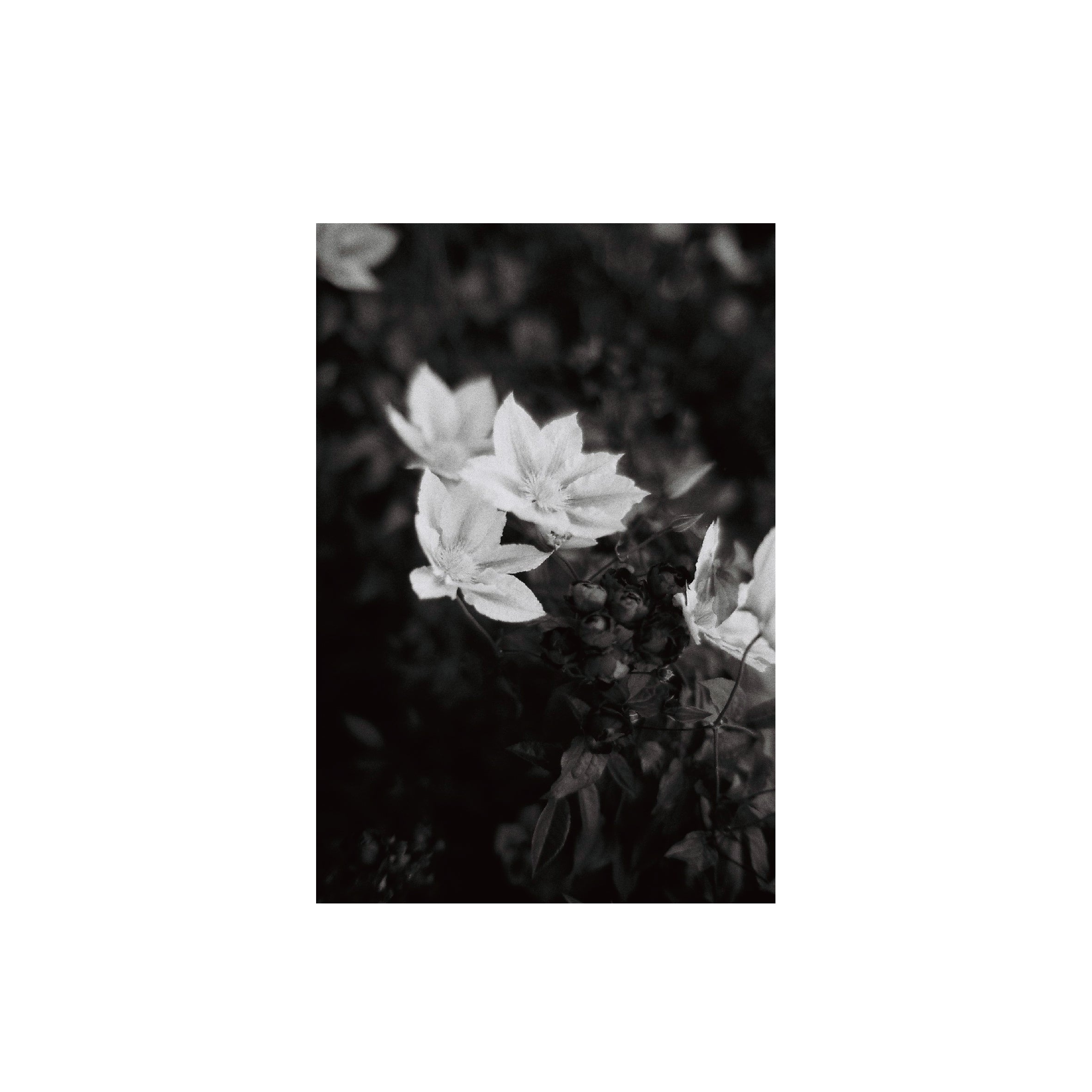 Yashica ISO400 B&W Negative Film