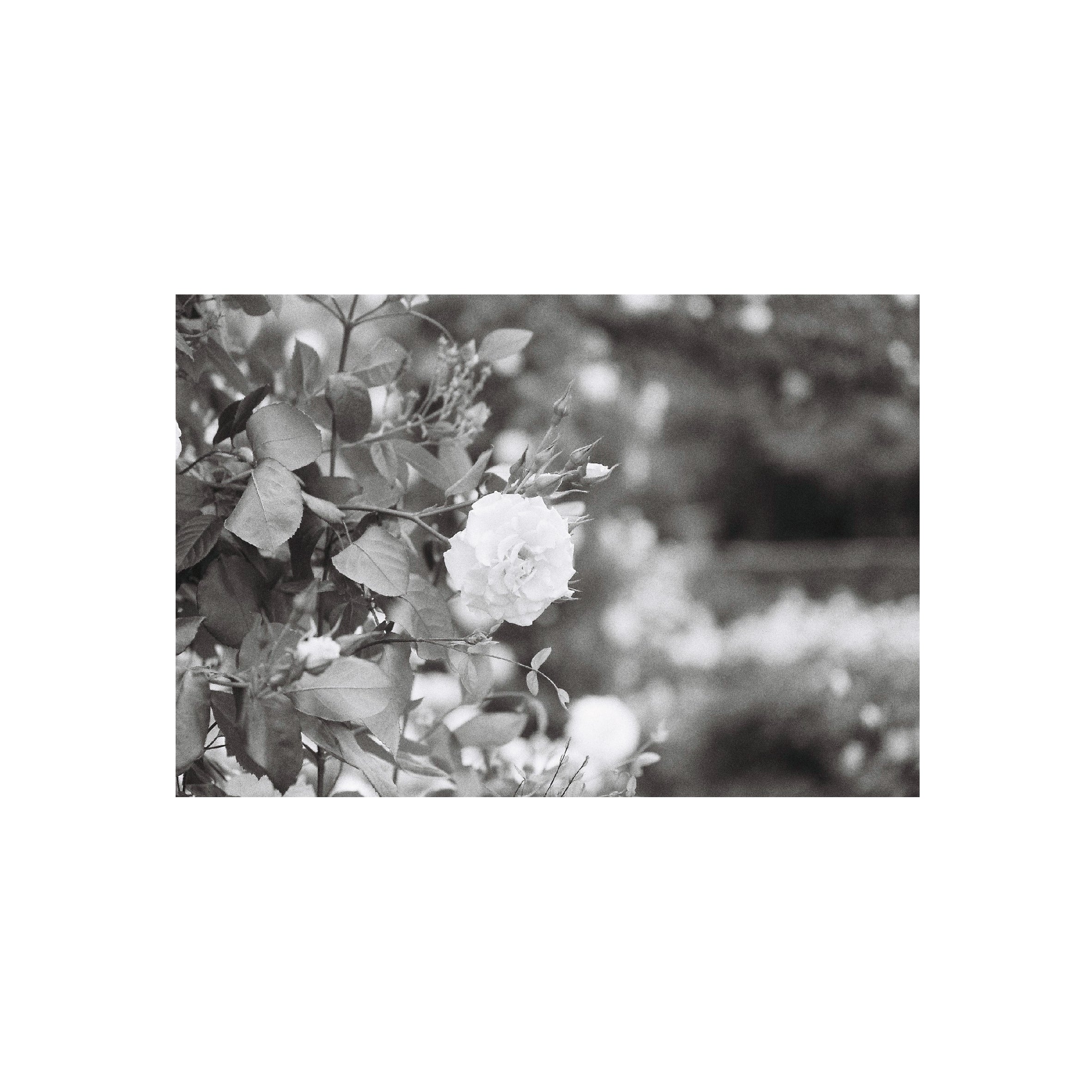 Yashica ISO400 B&W Negative Film